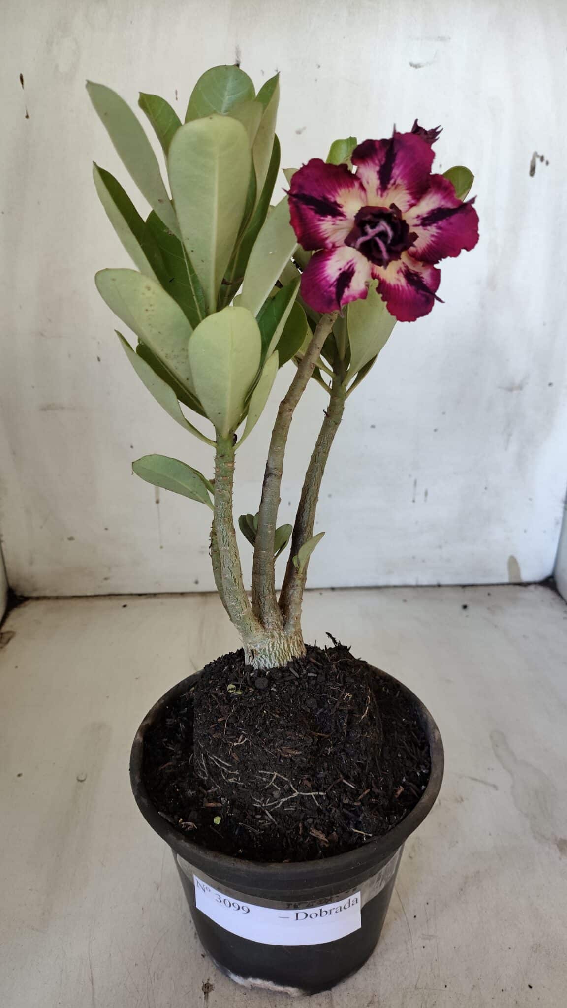 Planta Dobrada 3099 – 30cm – 02 anos