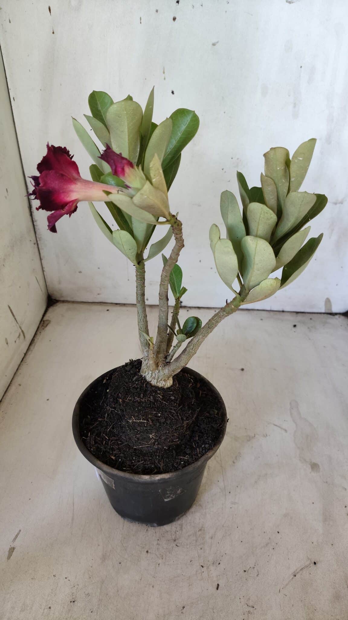 Planta Dobrada 3099 – 30cm – 02 anos