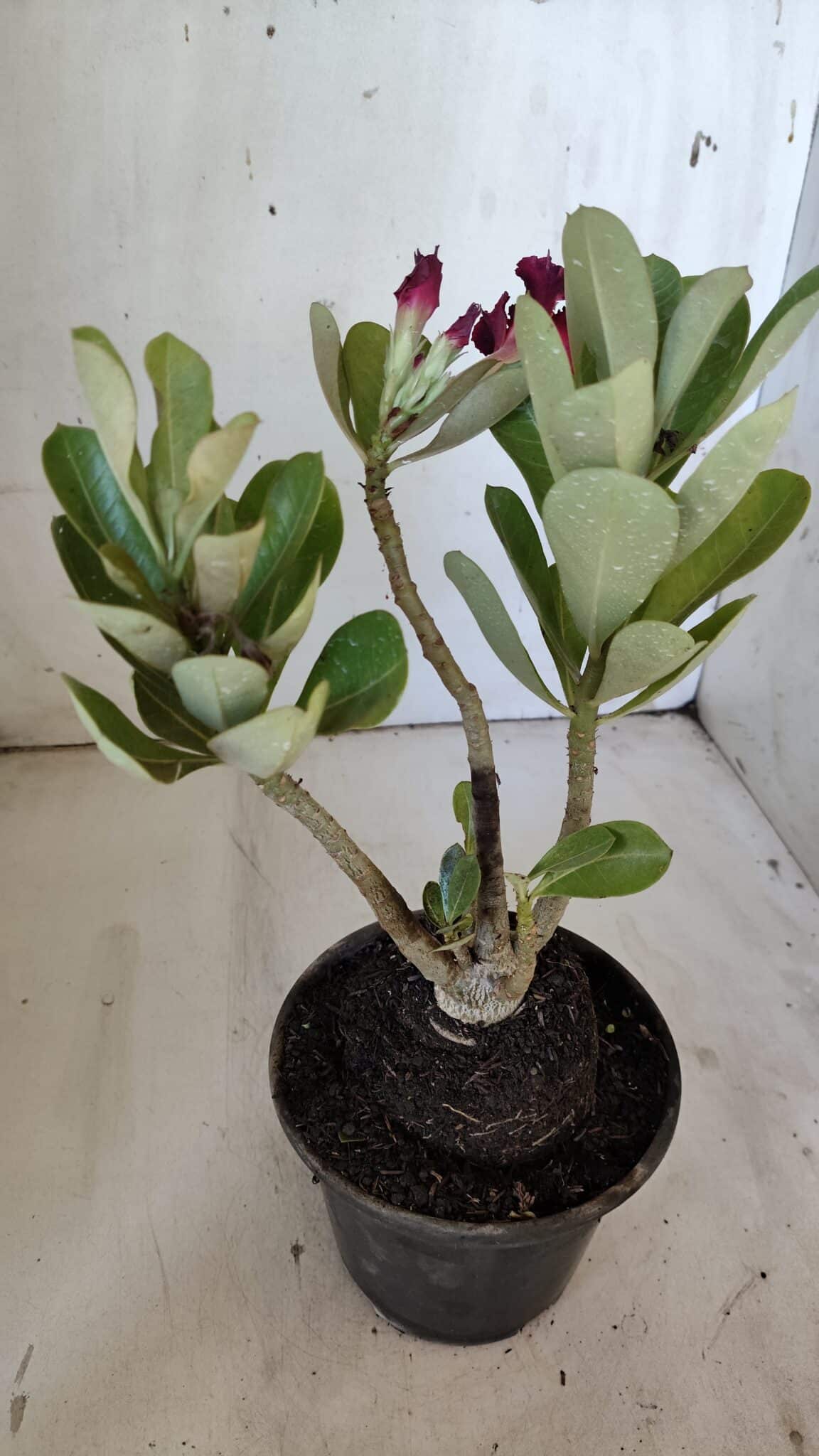 Planta Dobrada 3099 – 30cm – 02 anos