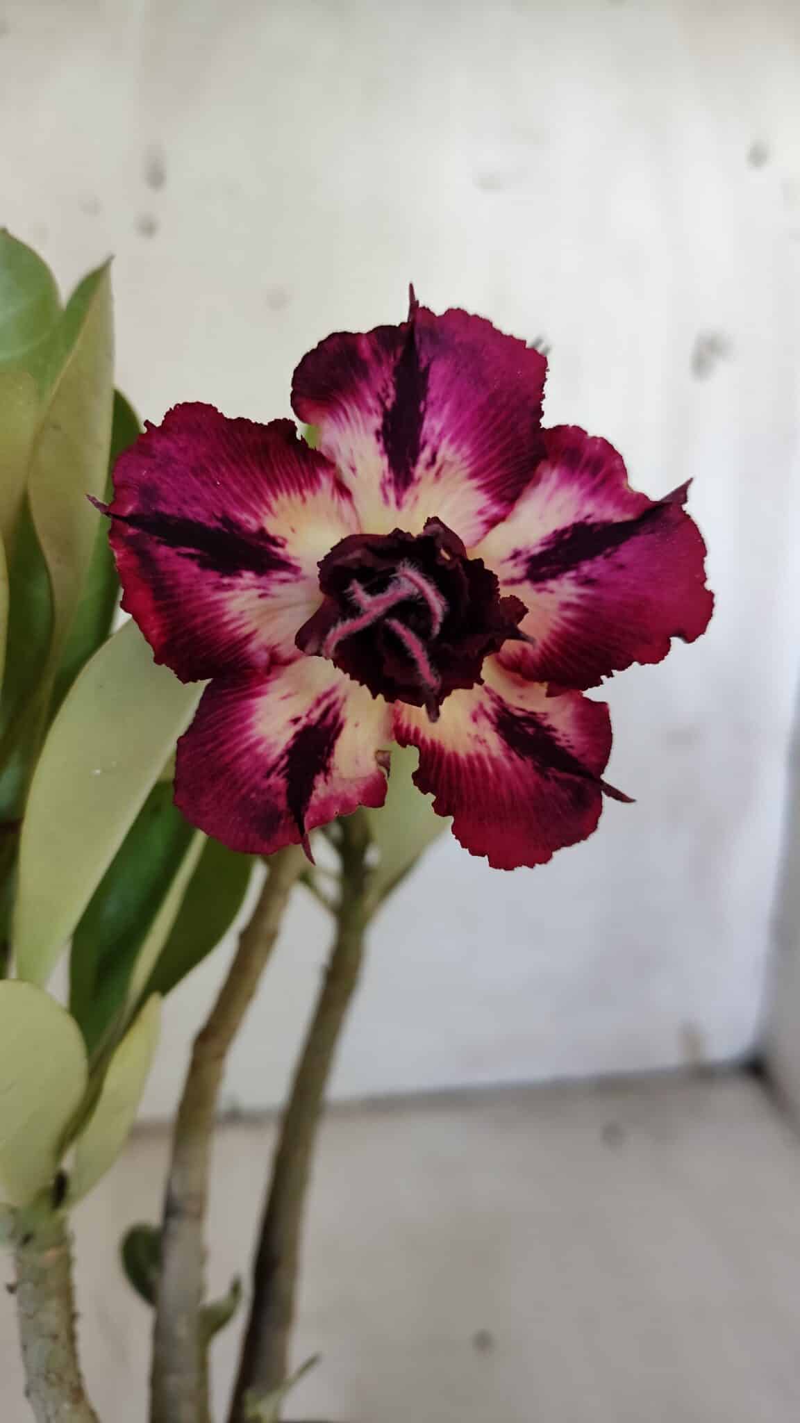 Planta Dobrada 3099 – 30cm – 02 anos