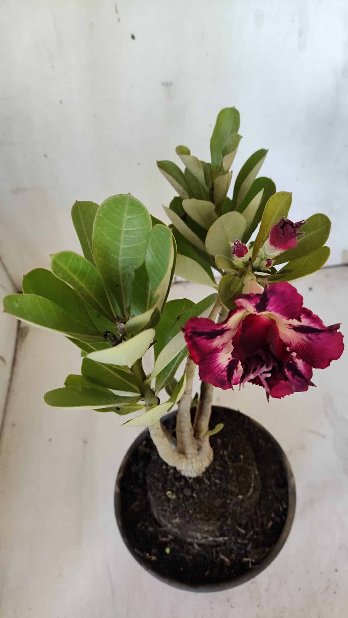 Planta Dobrada 3099 – 30cm – 02 anos