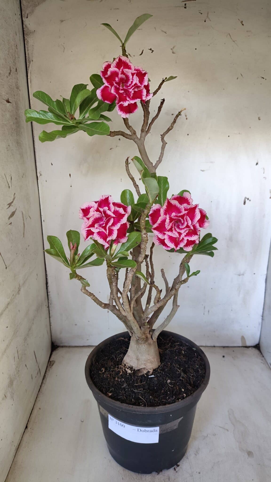 Planta Dobrada 3100 – 50cm – 04 anos