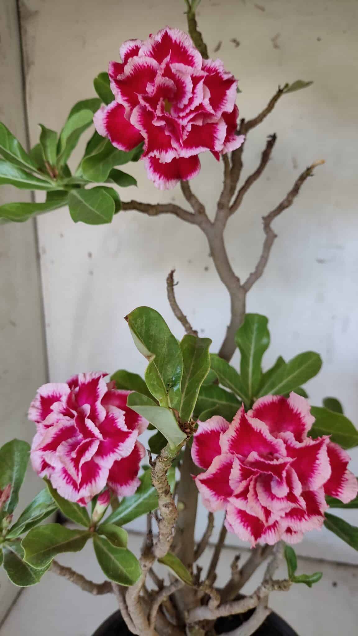 Planta Dobrada 3100 – 50cm – 04 anos