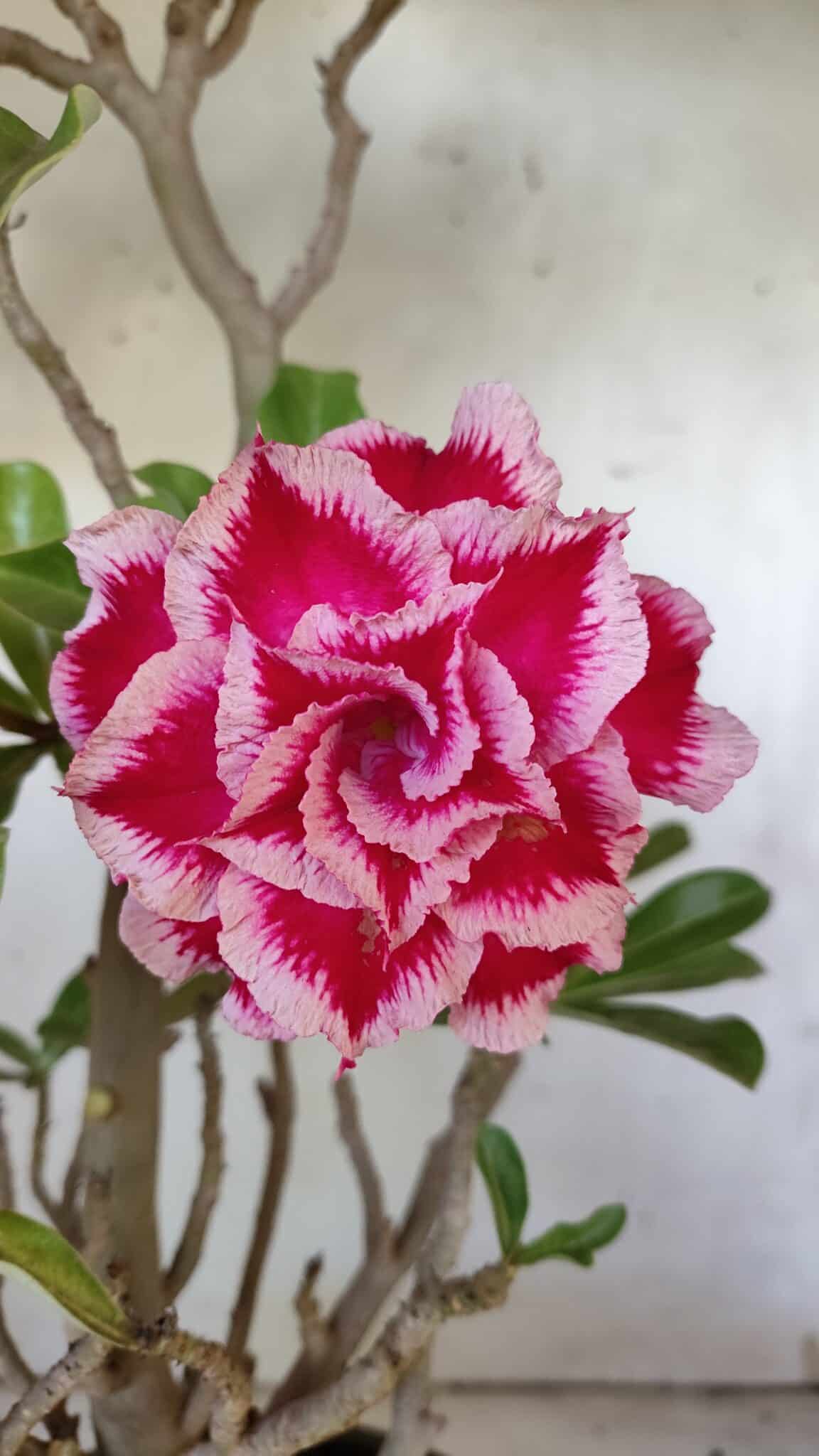 Planta Dobrada 3100 – 50cm – 04 anos