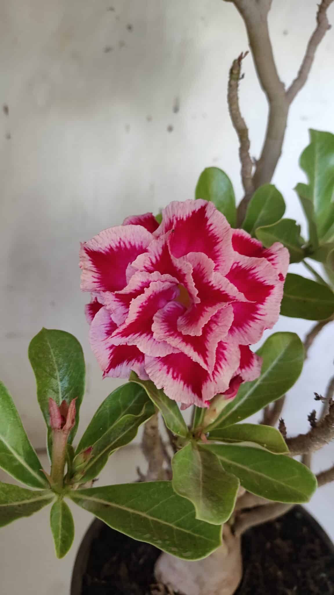 Planta Dobrada 3100 – 50cm – 04 anos
