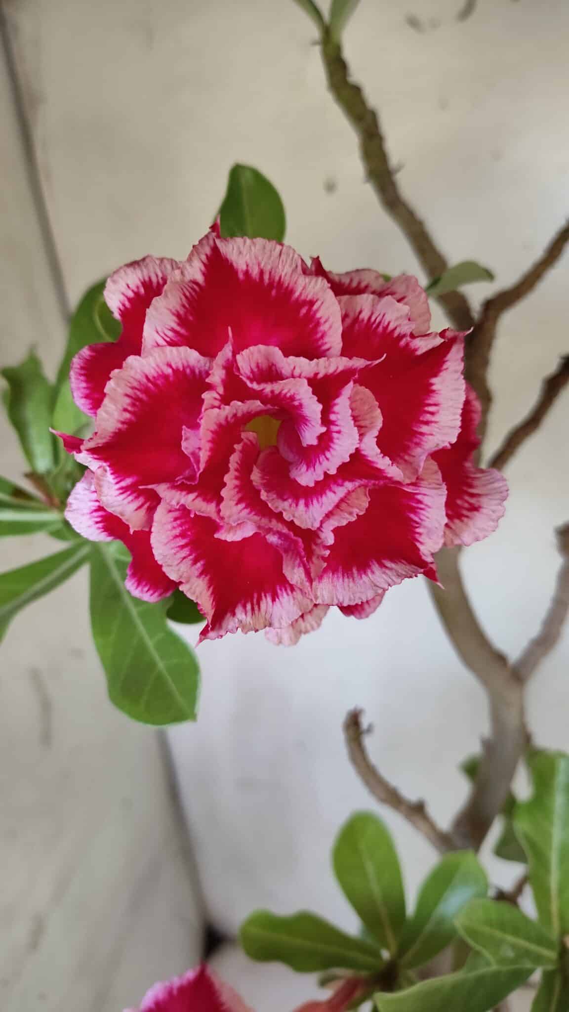 Planta Dobrada 3100 – 50cm – 04 anos