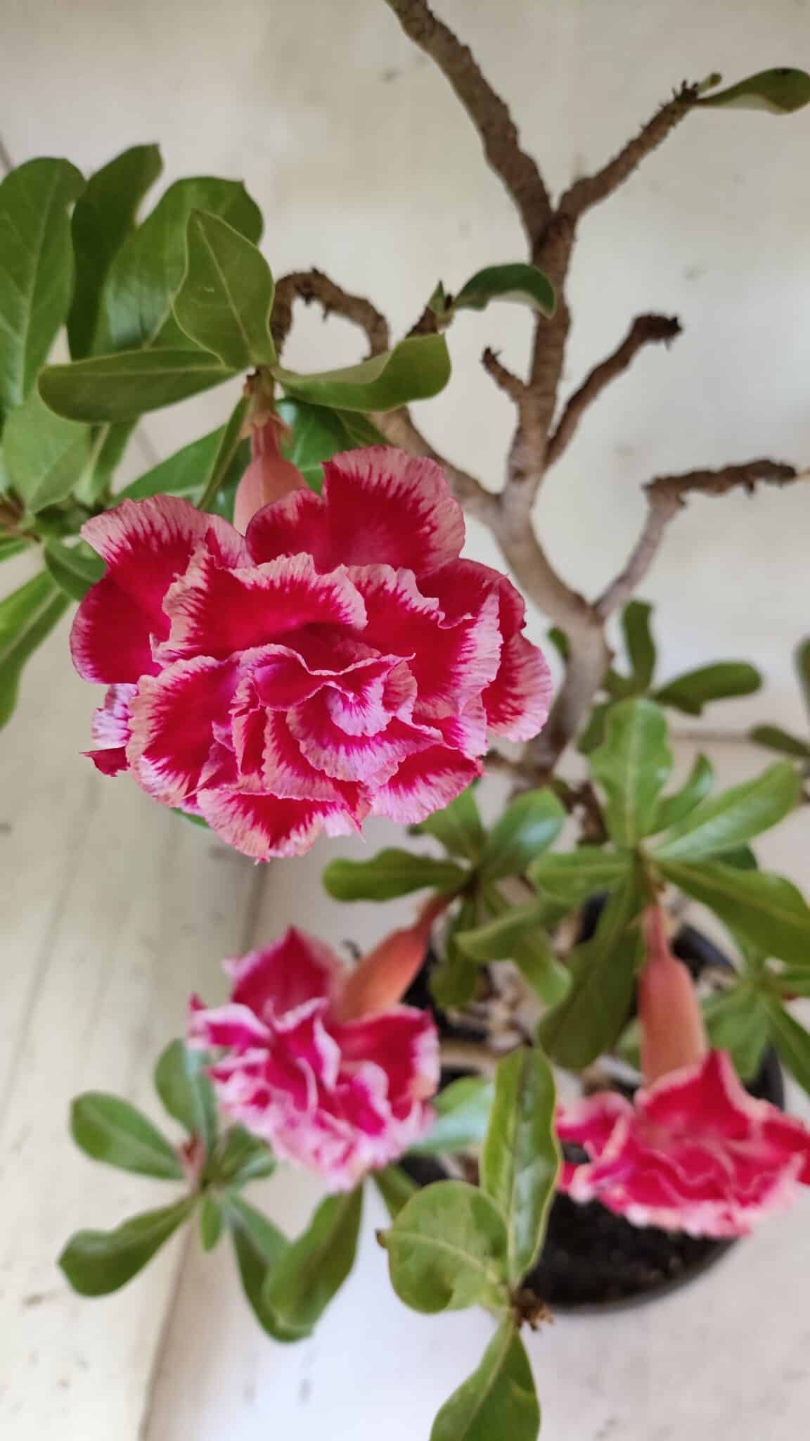 Planta Dobrada 3100 – 50cm – 04 anos