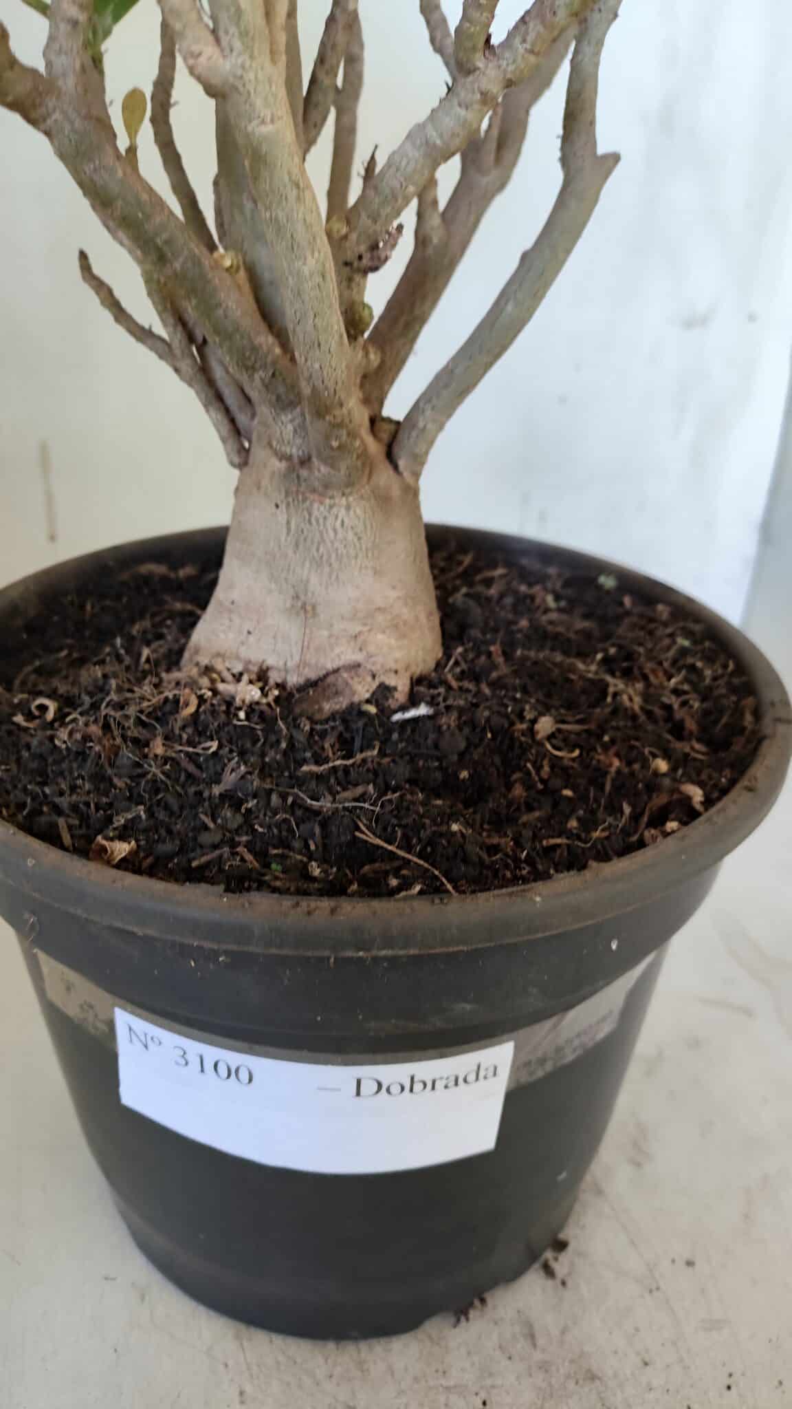 Planta Dobrada 3100 – 50cm – 04 anos