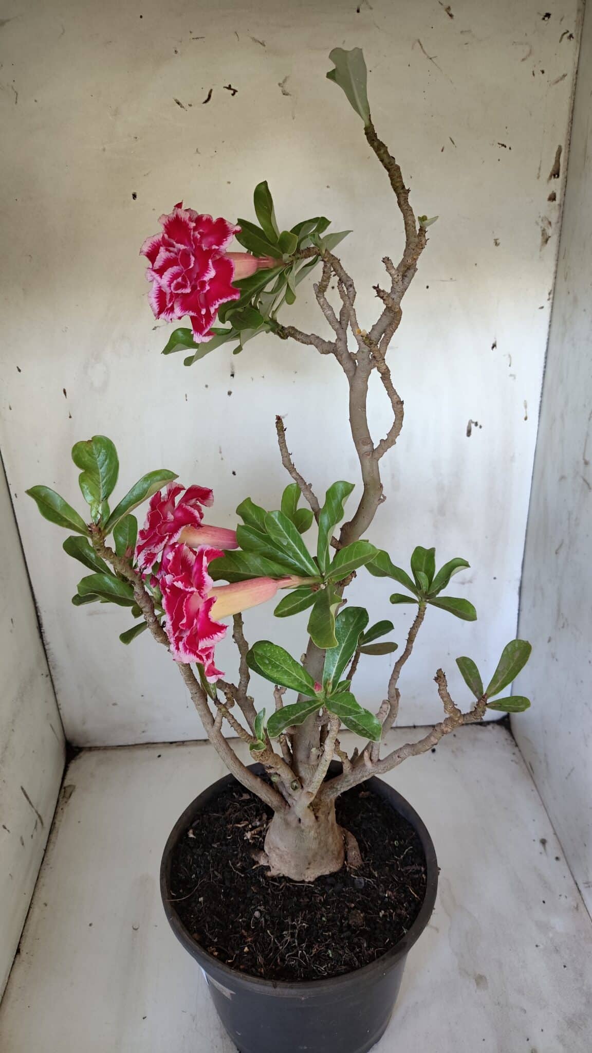 Planta Dobrada 3100 – 50cm – 04 anos