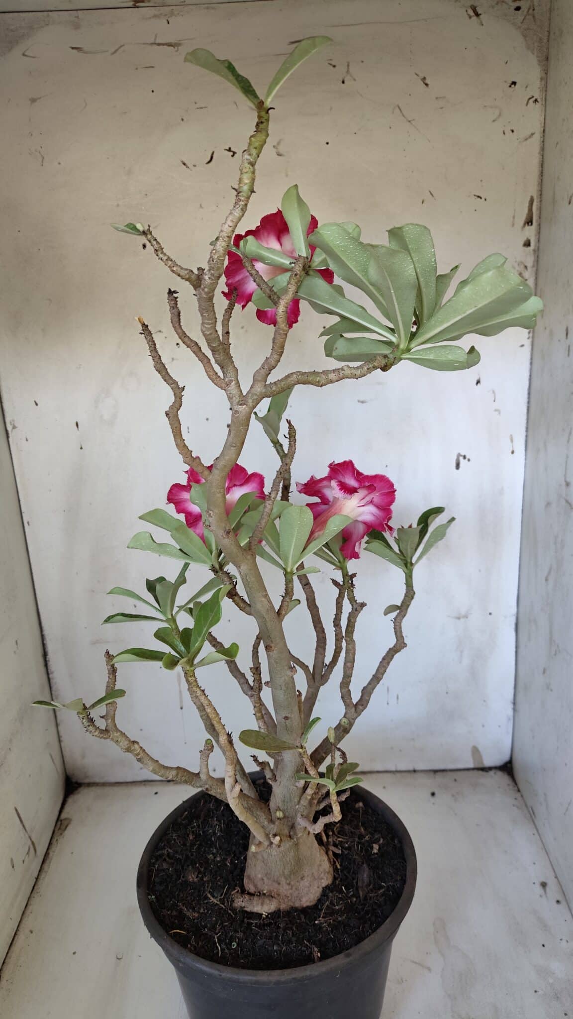 Planta Dobrada 3100 – 50cm – 04 anos