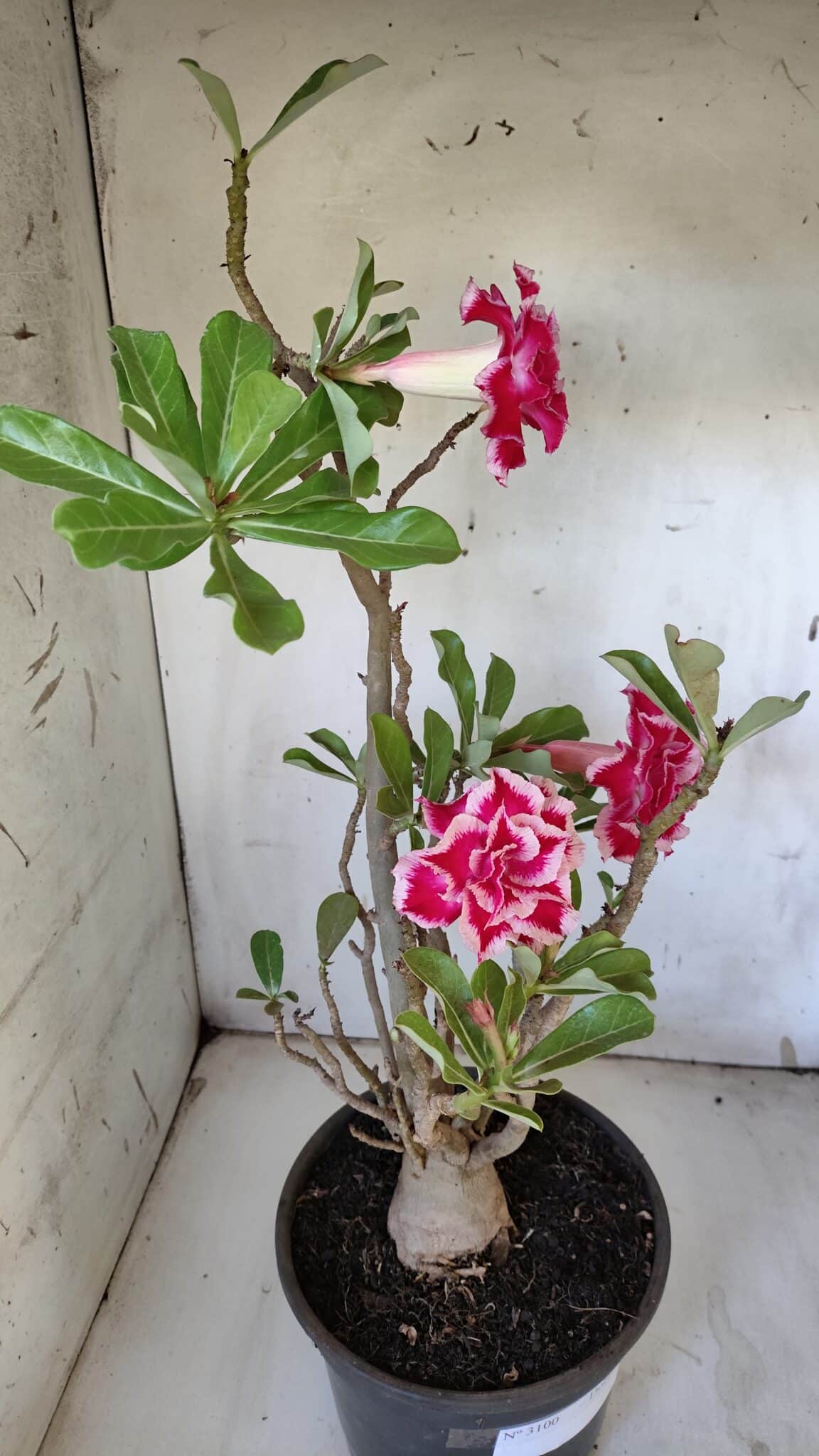 Planta Dobrada 3100 – 50cm – 04 anos