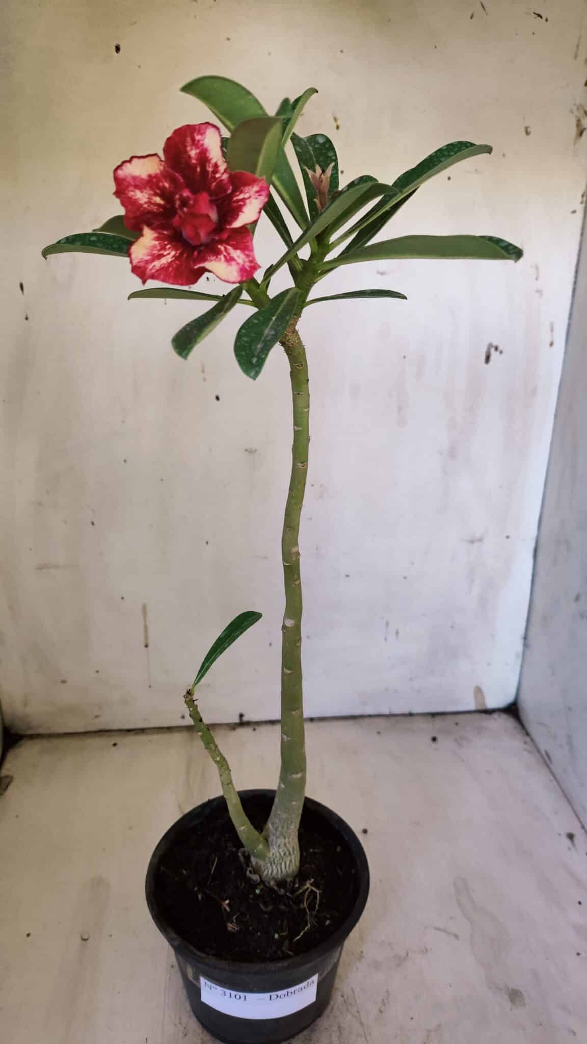 Planta Dobrada 3101 – 30cm – 02 anos