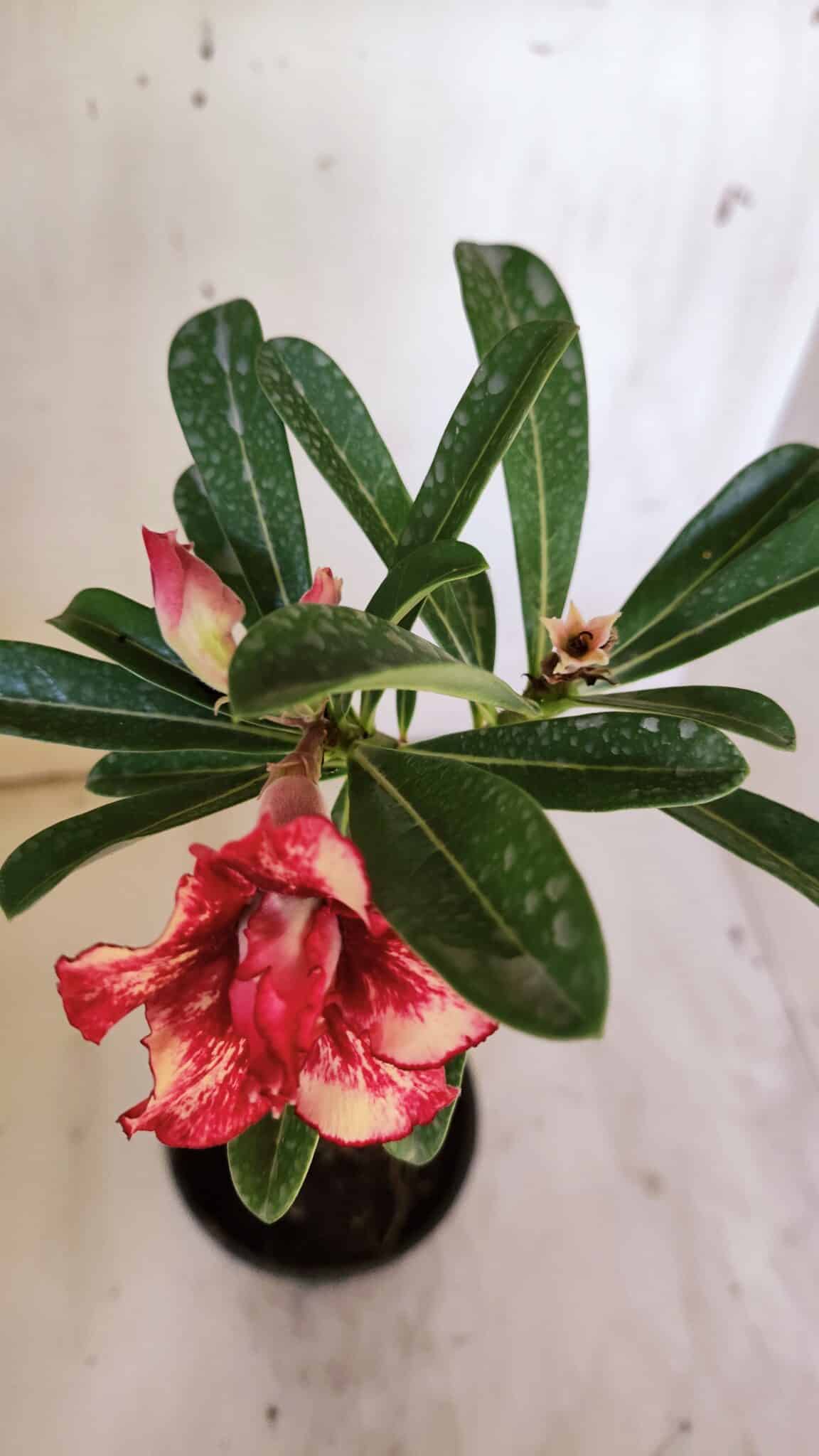 Planta Dobrada 3101 – 30cm – 02 anos