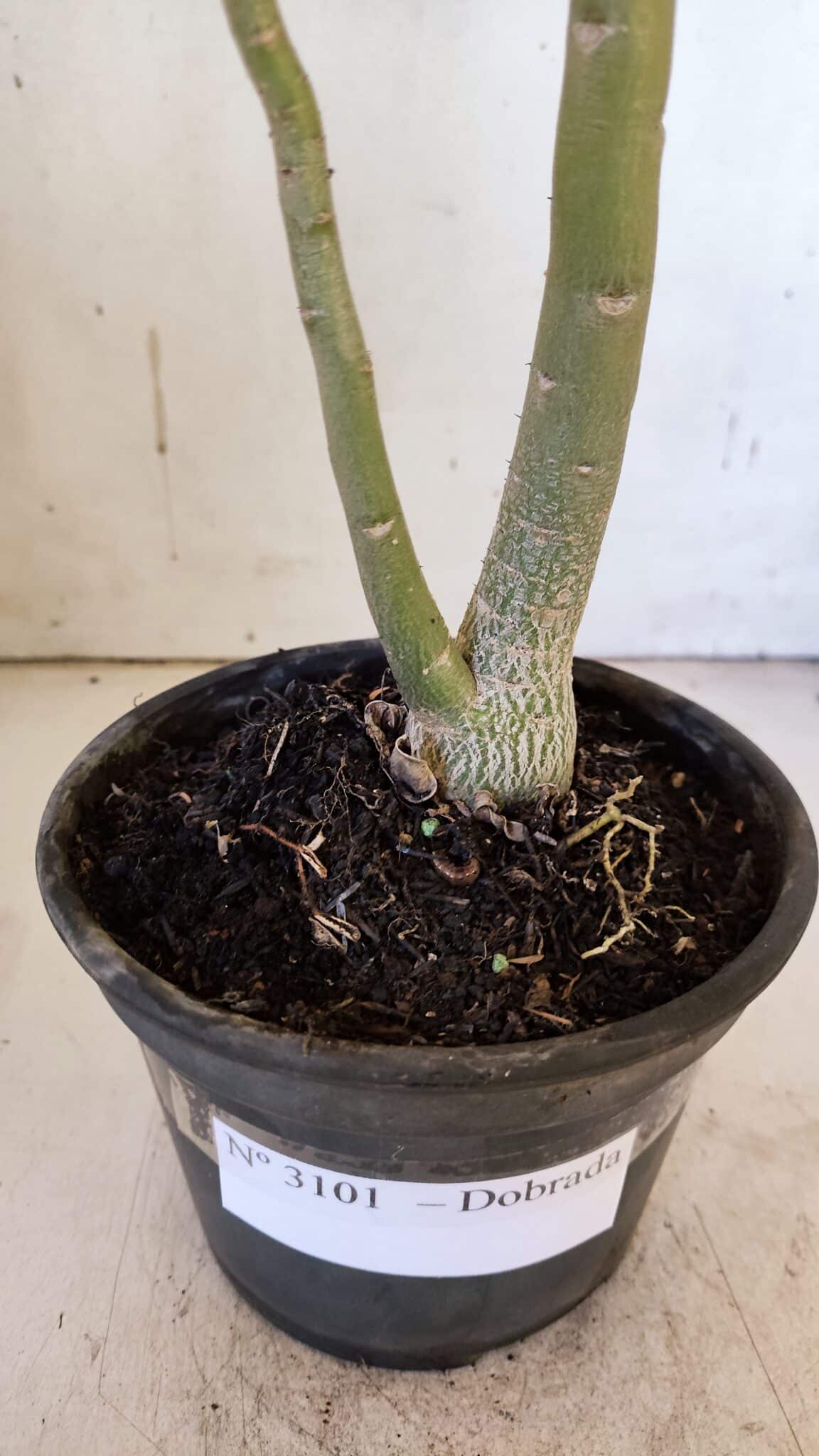 Planta Dobrada 3101 – 30cm – 02 anos