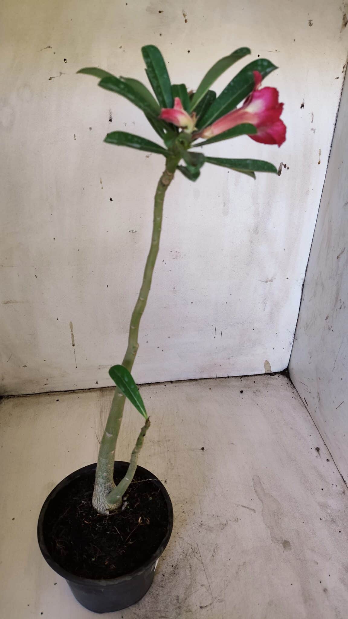 Planta Dobrada 3101 – 30cm – 02 anos