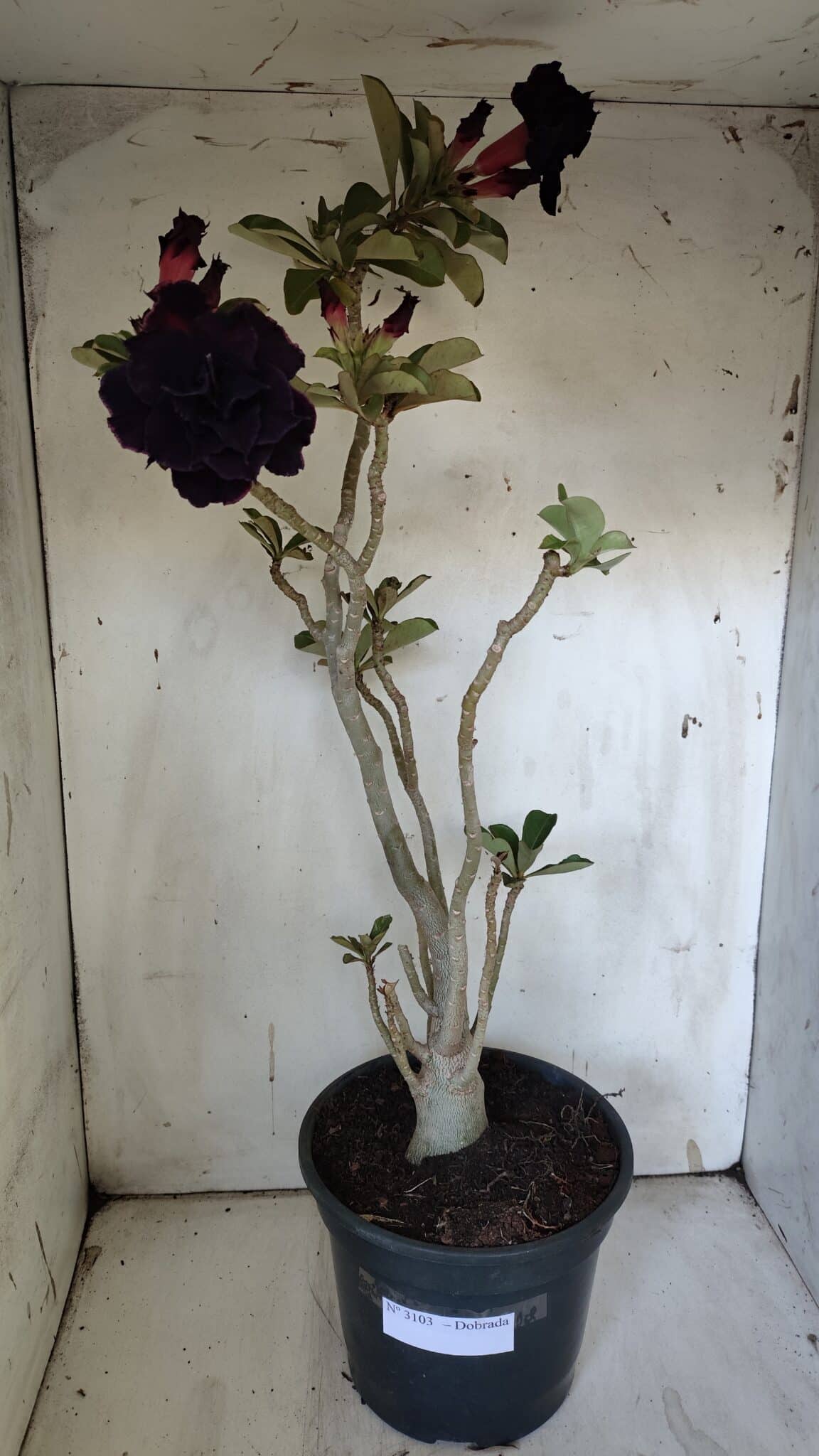 Planta Dobrada 3103 – 60cm – 04 anos
