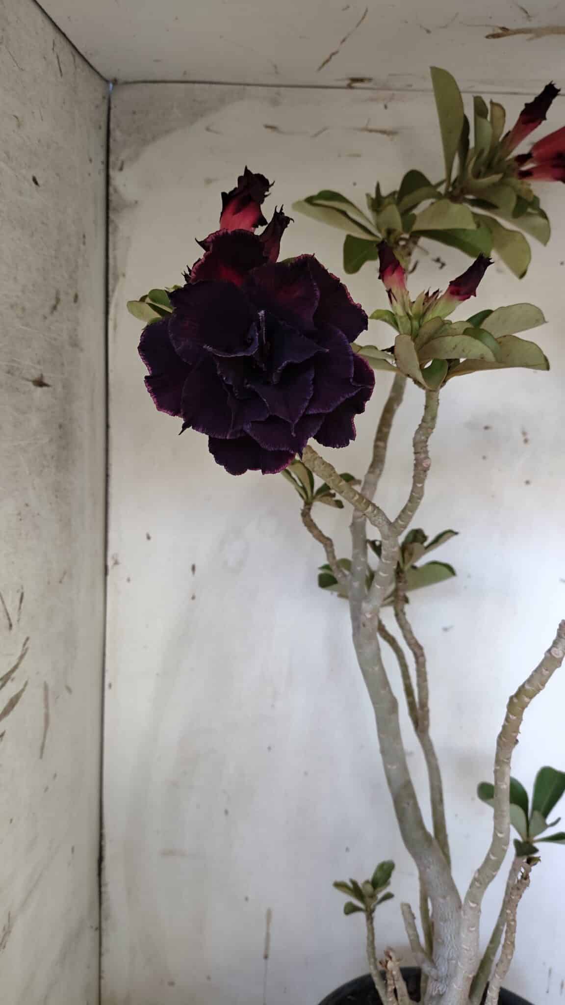 Planta Dobrada 3103 – 60cm – 04 anos