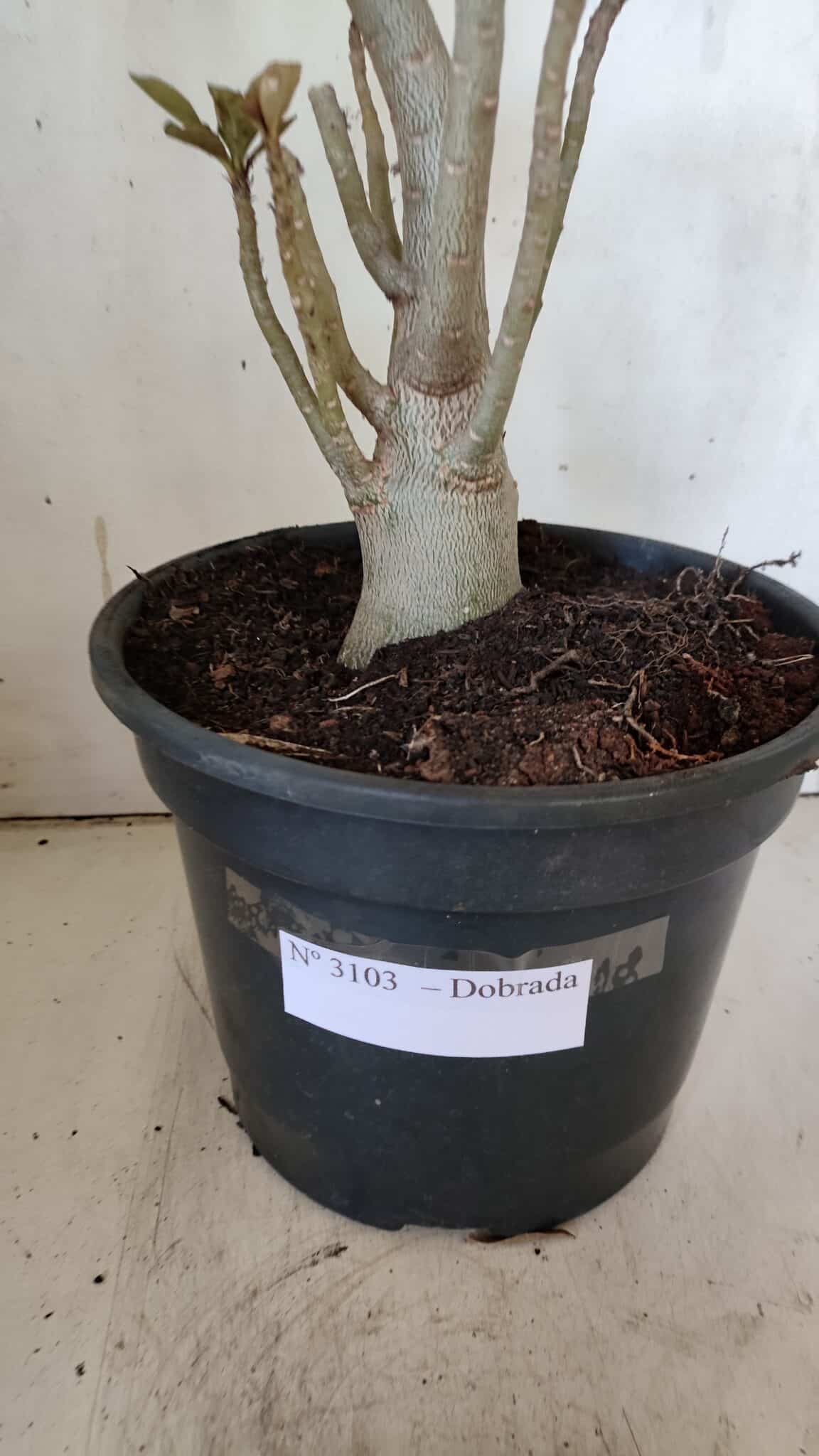 Planta Dobrada 3103 – 60cm – 04 anos