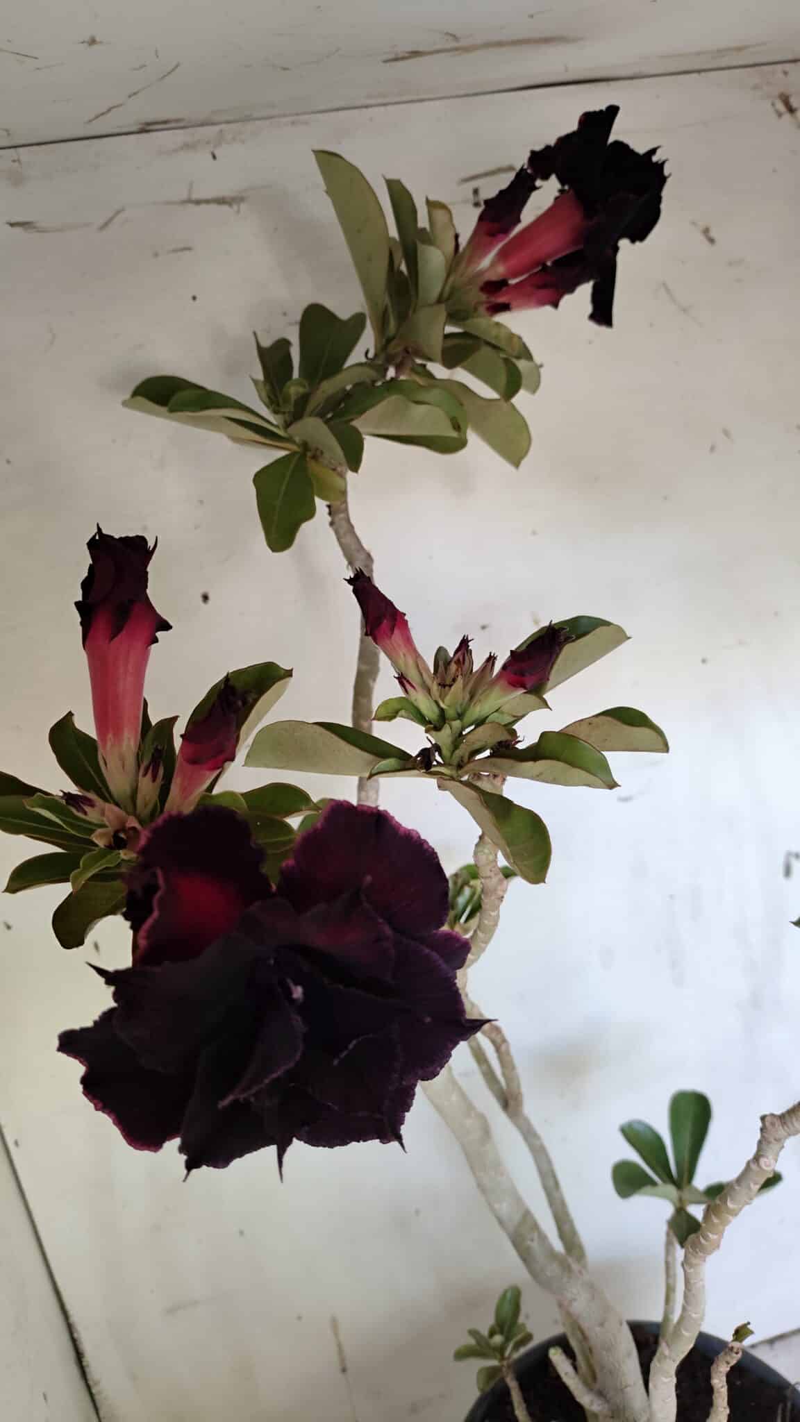 Planta Dobrada 3103 – 60cm – 04 anos