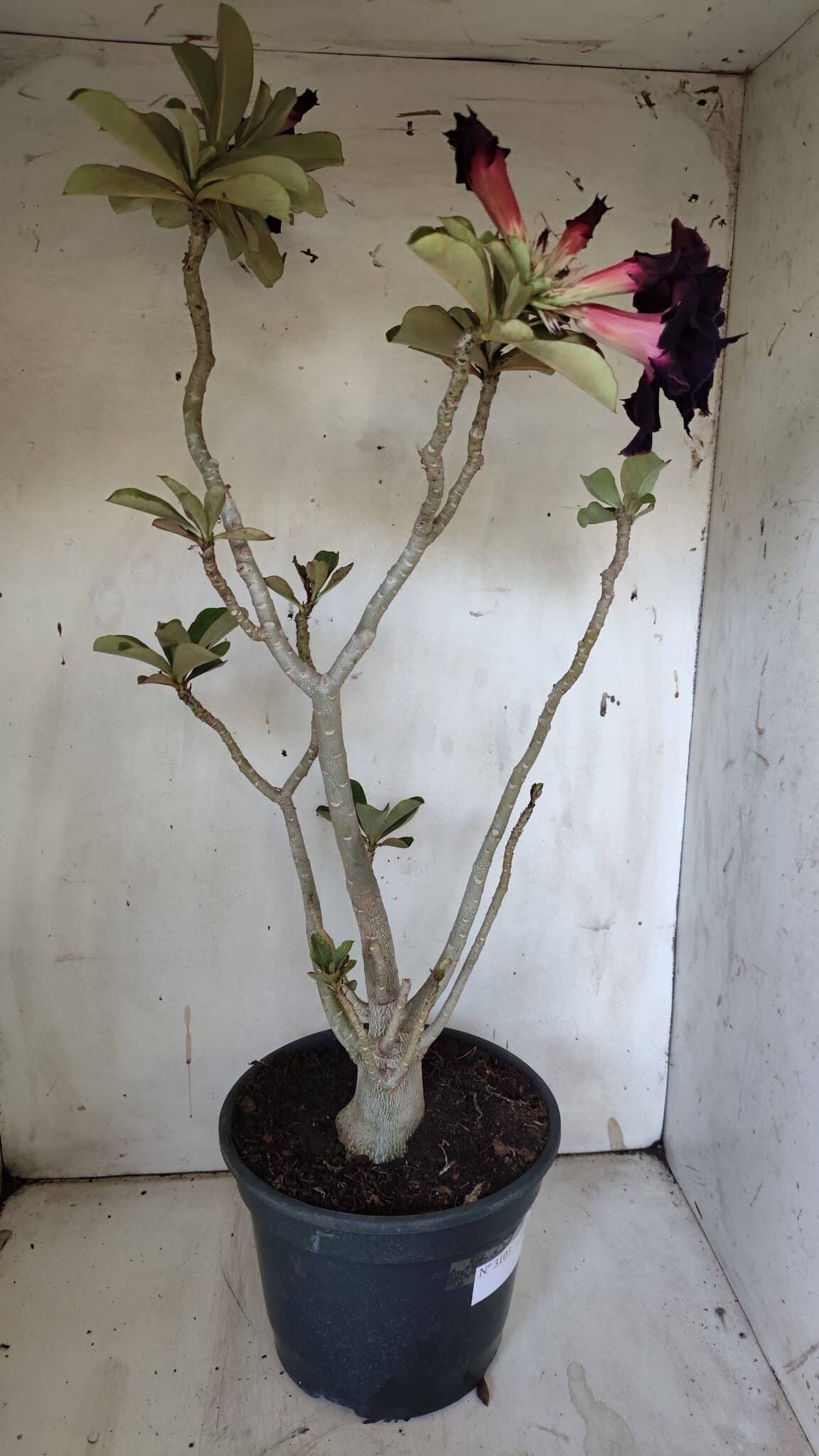 Planta Dobrada 3103 – 60cm – 04 anos