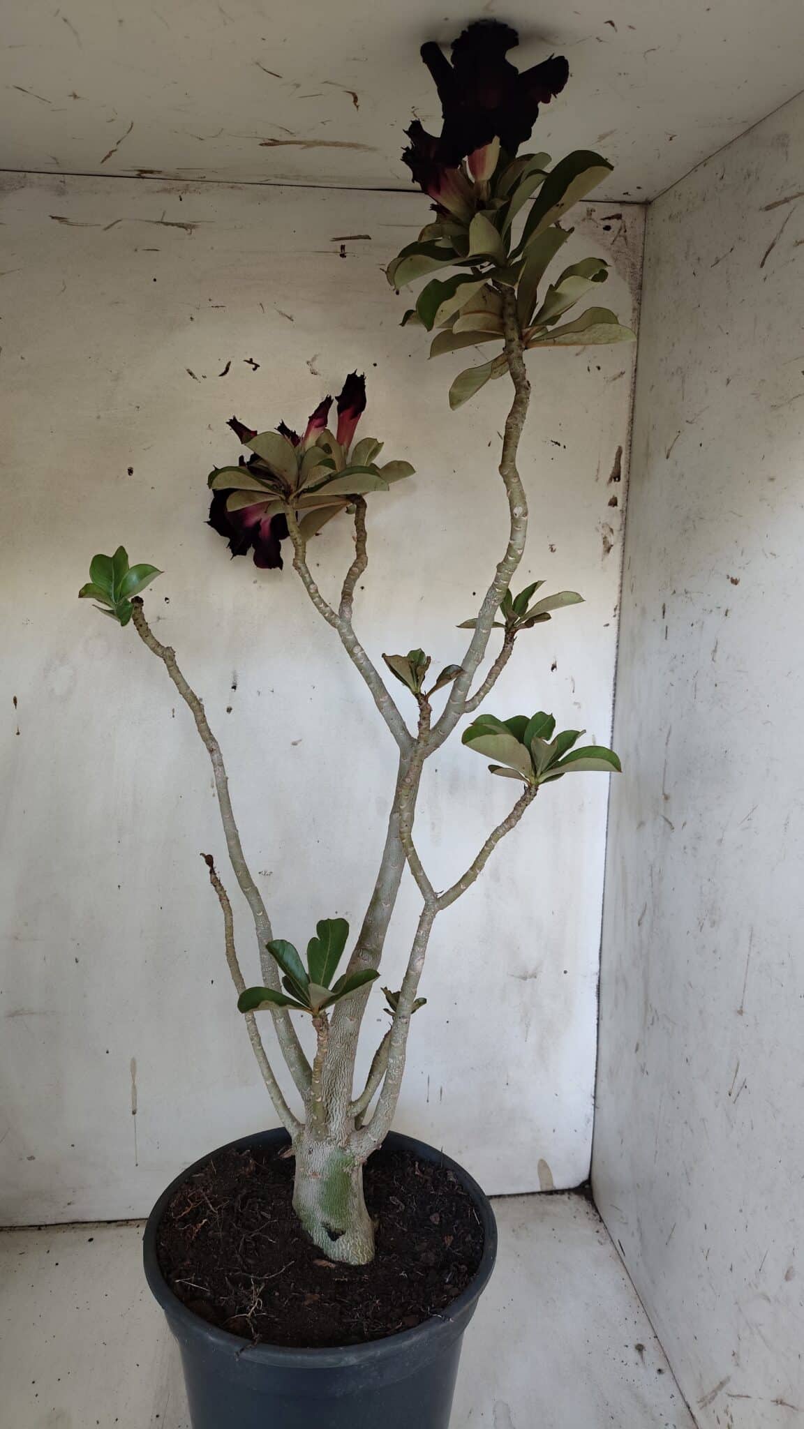 Planta Dobrada 3103 – 60cm – 04 anos