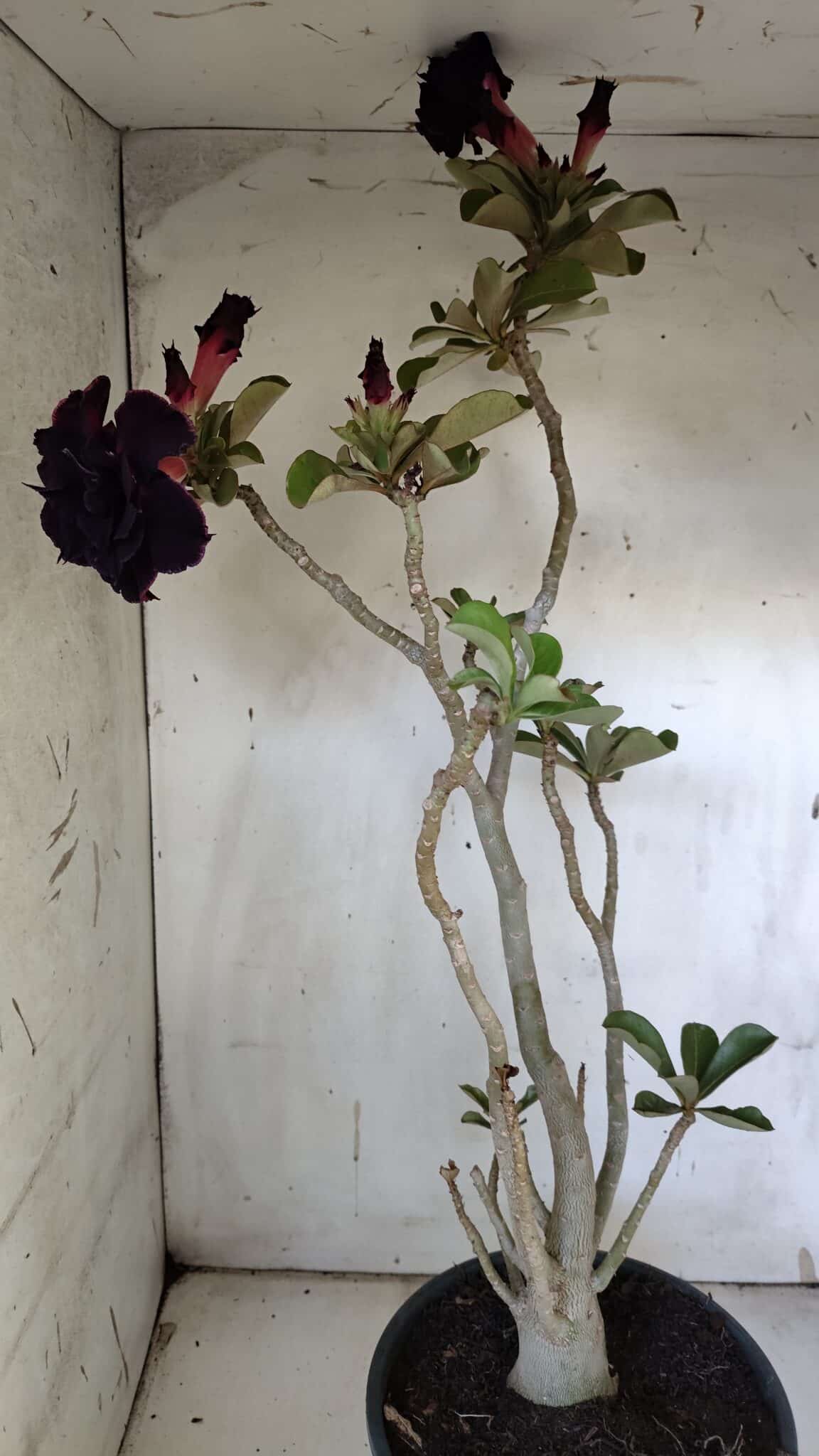 Planta Dobrada 3103 – 60cm – 04 anos