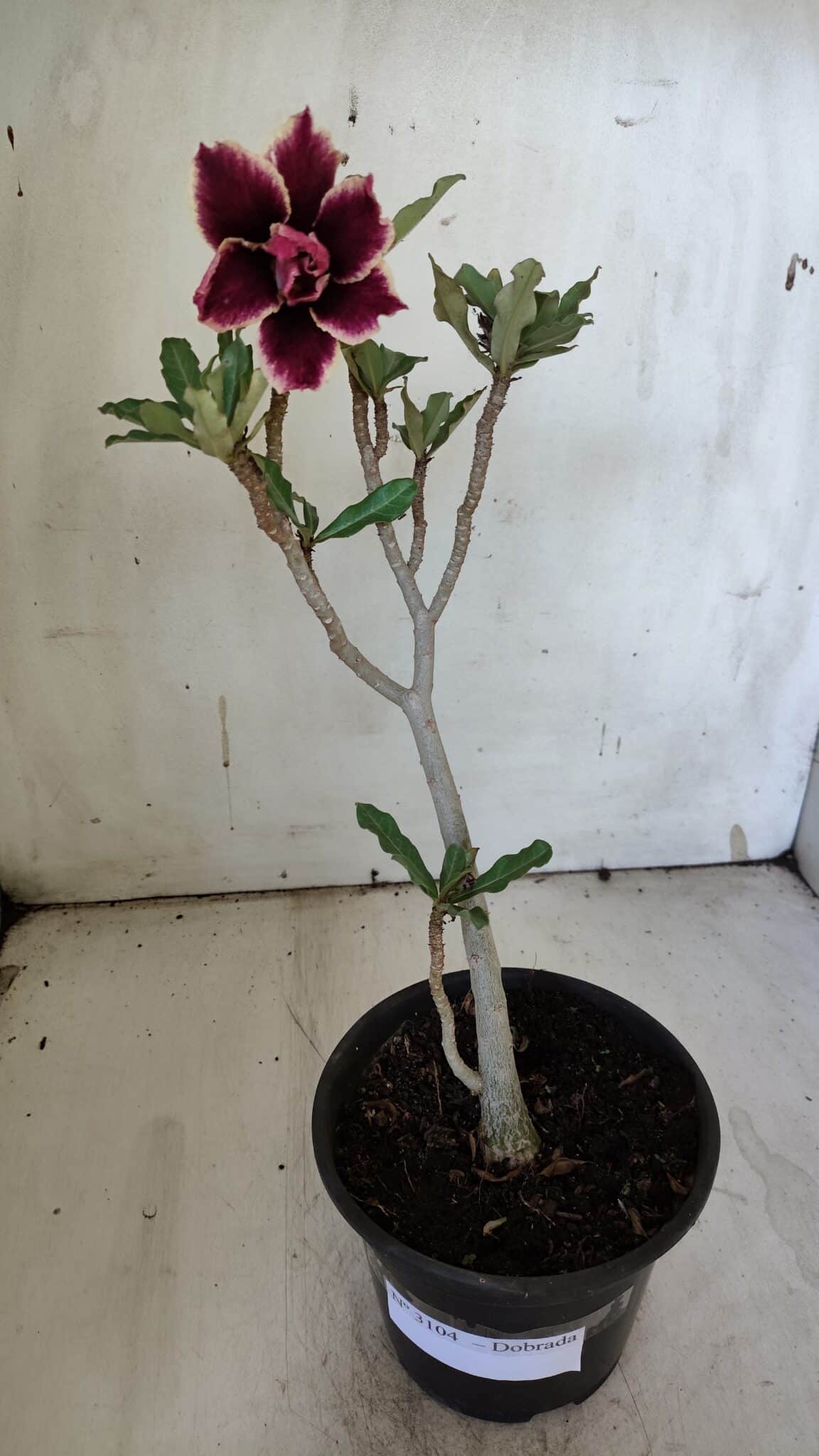 Planta Dobrada 3104 – 30cm – 02 anos