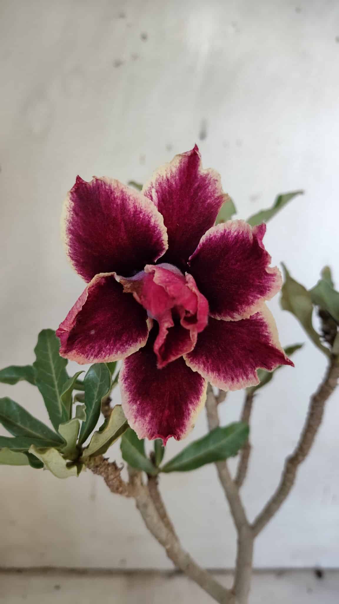 Planta Dobrada 3104 – 30cm – 02 anos