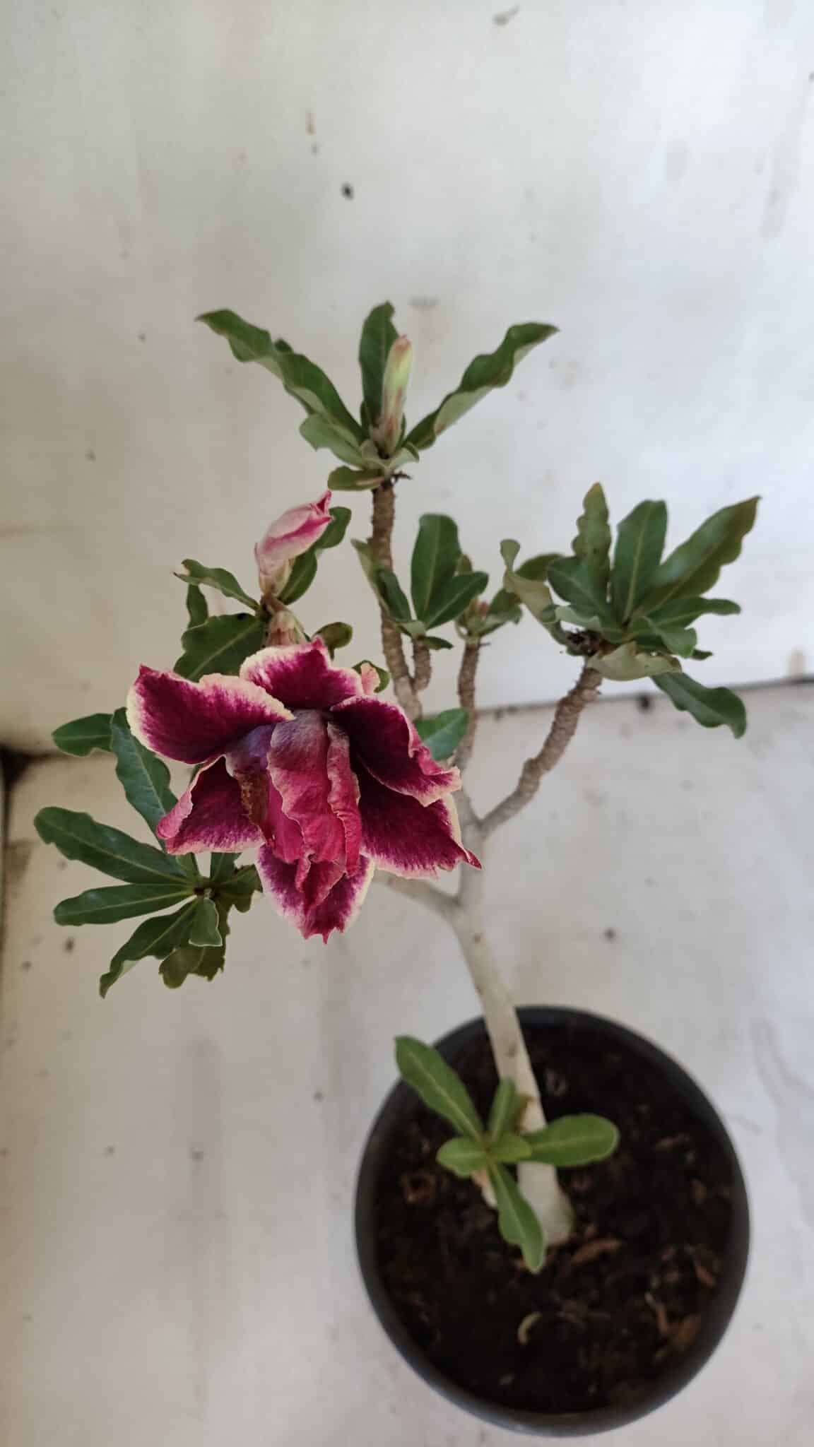 Planta Dobrada 3104 – 30cm – 02 anos