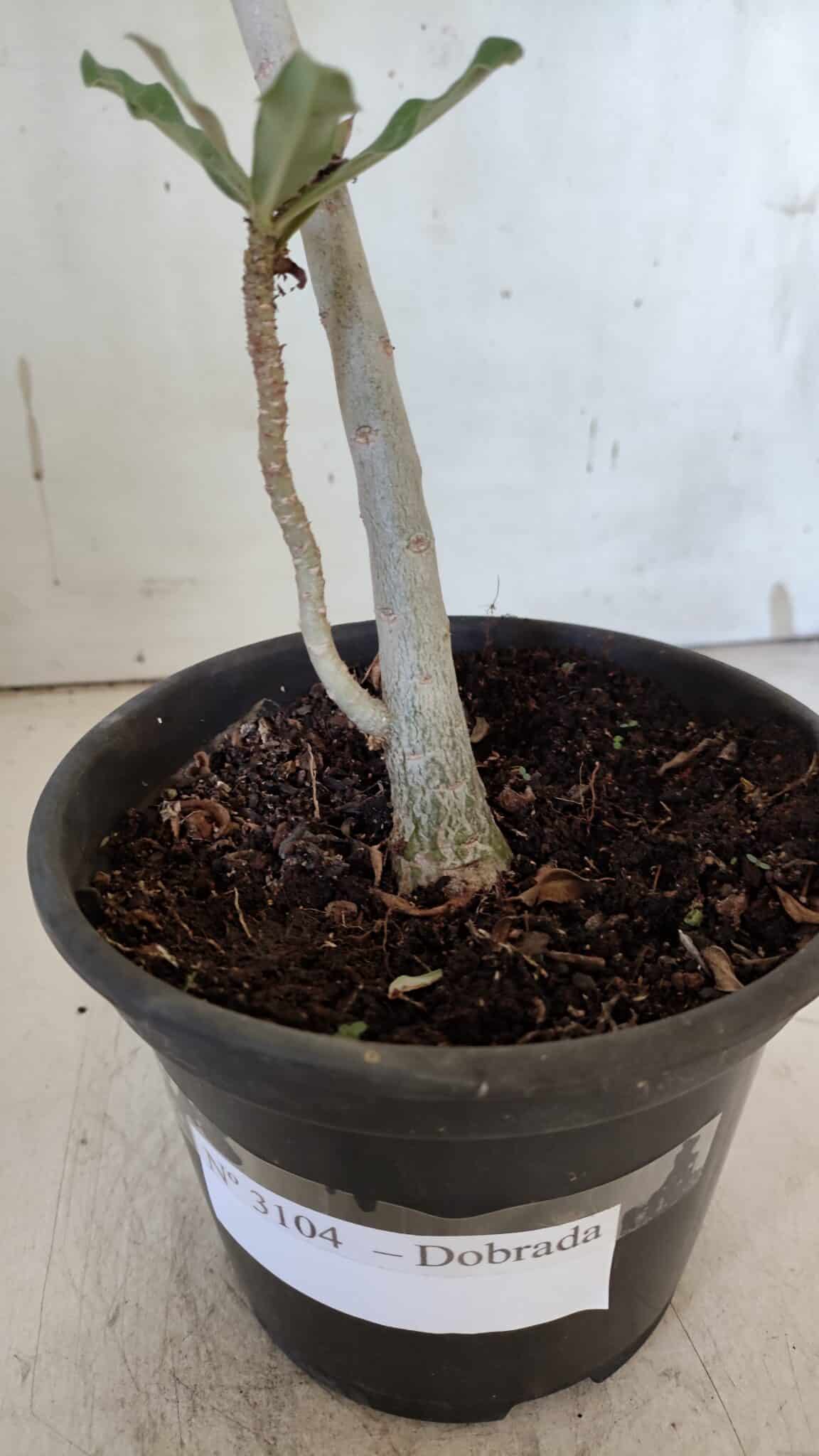 Planta Dobrada 3104 – 30cm – 02 anos