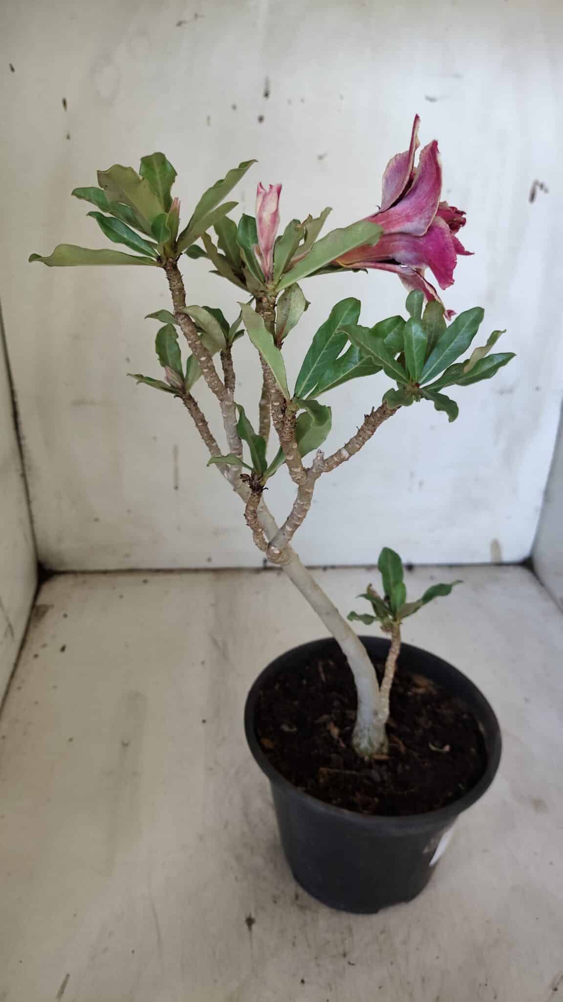 Planta Dobrada 3104 – 30cm – 02 anos