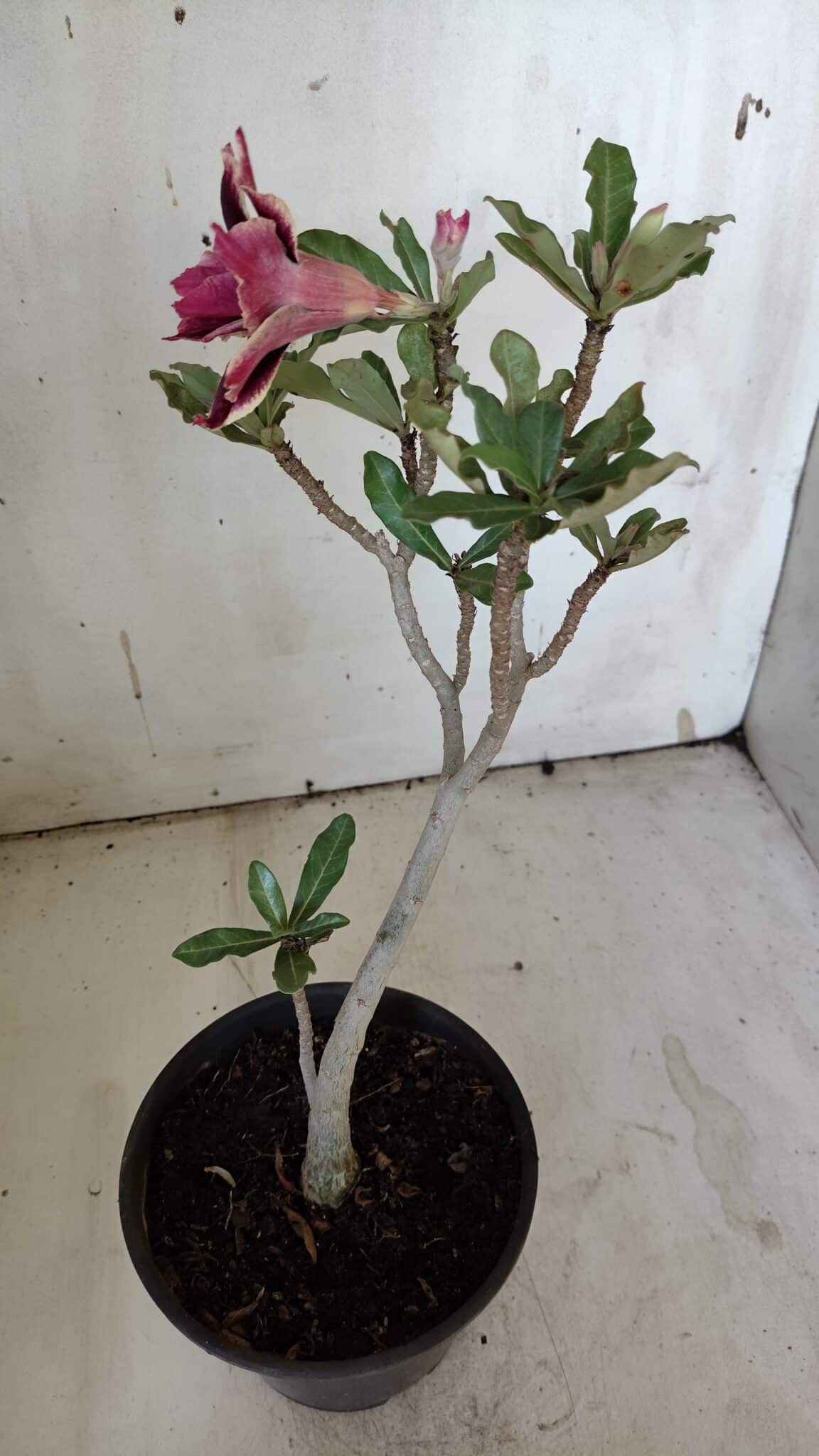 Planta Dobrada 3104 – 30cm – 02 anos