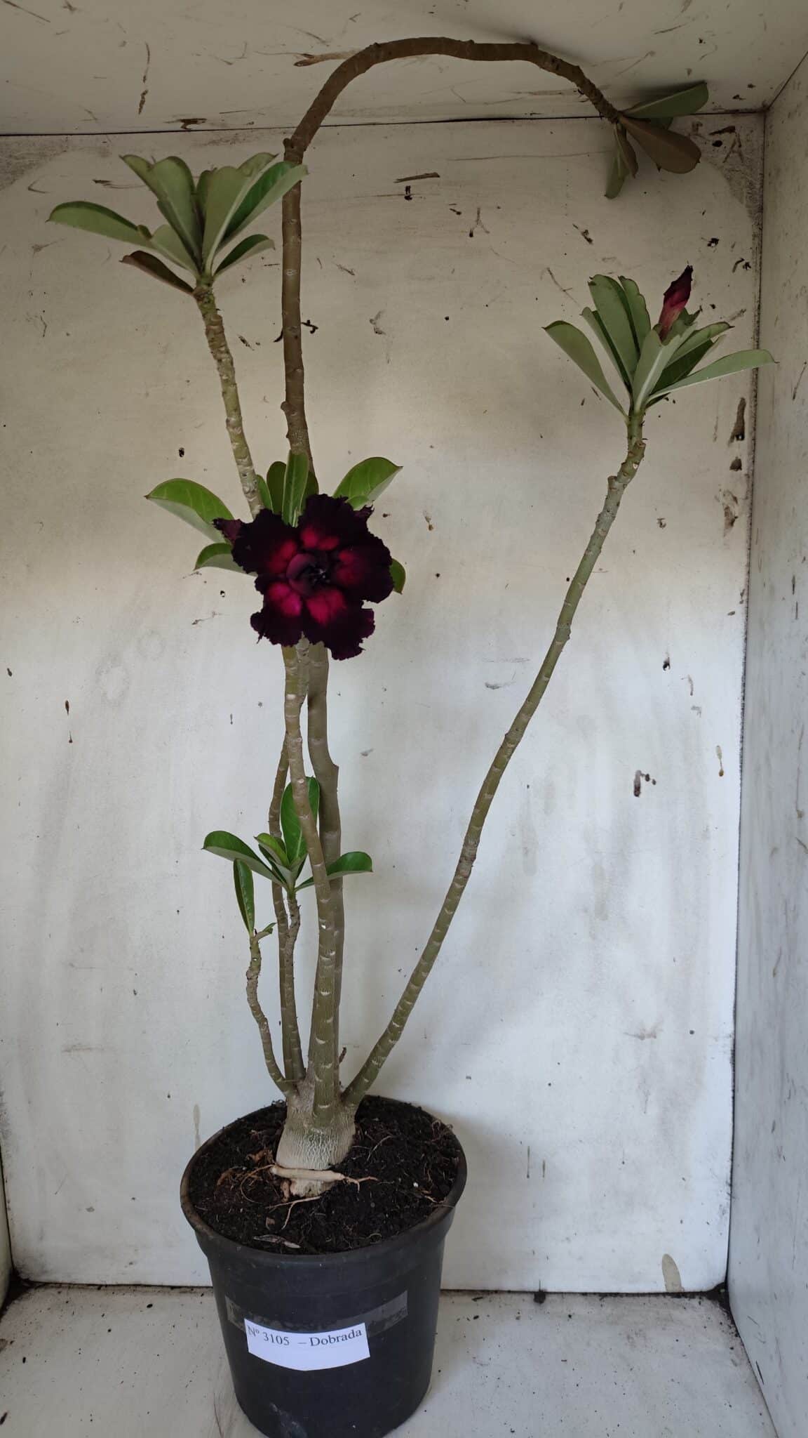 Planta Dobrada 3105 – 60cm – 04 anos