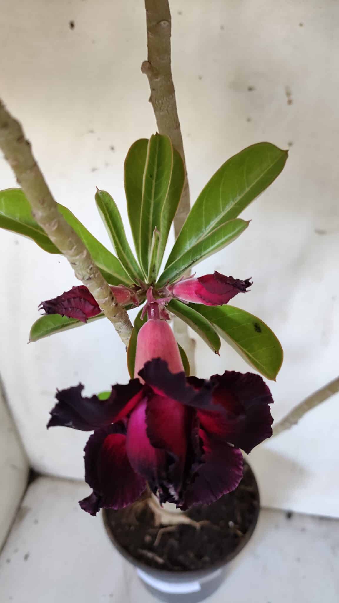 Planta Dobrada 3105 – 60cm – 04 anos