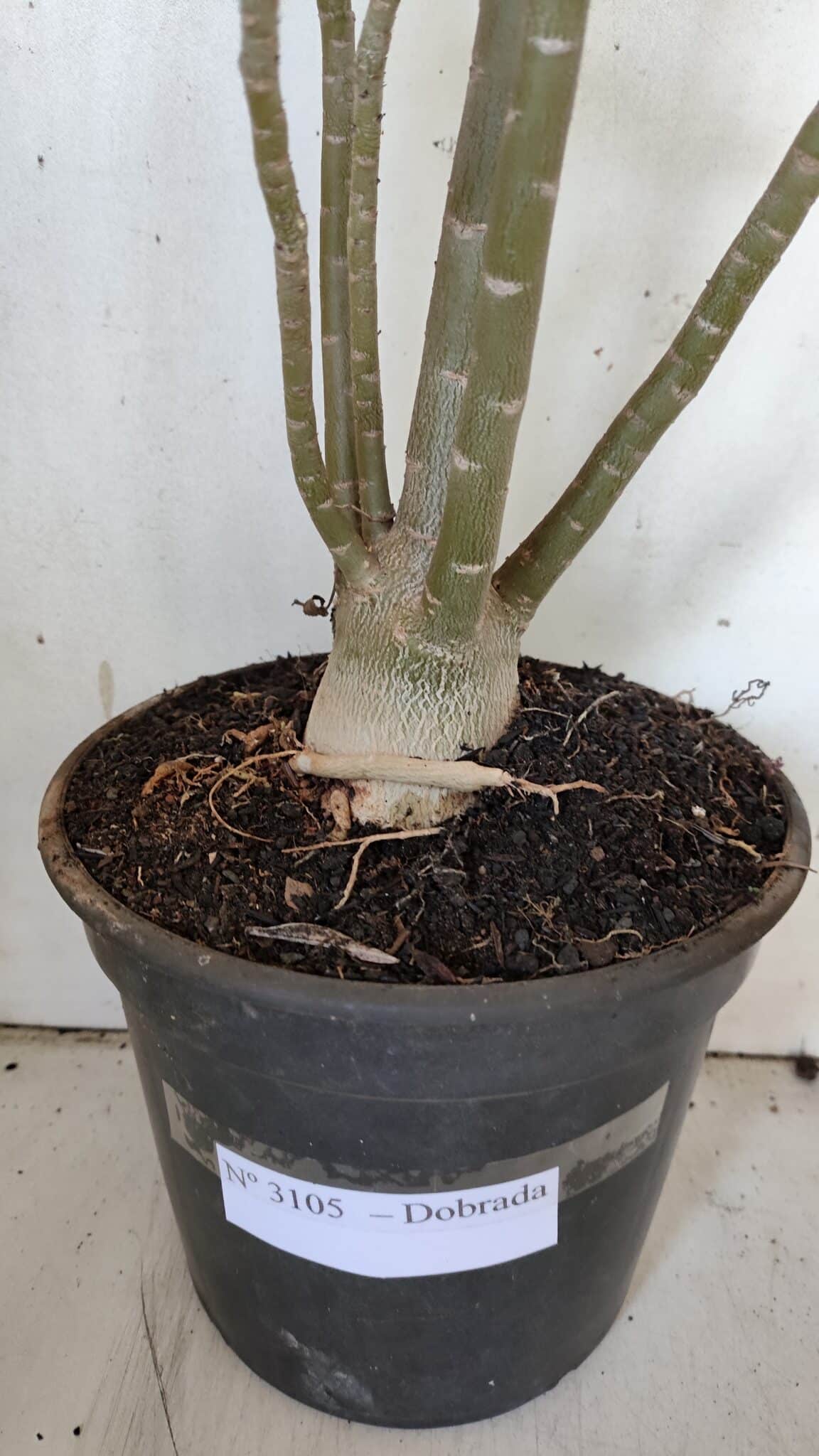 Planta Dobrada 3105 – 60cm – 04 anos