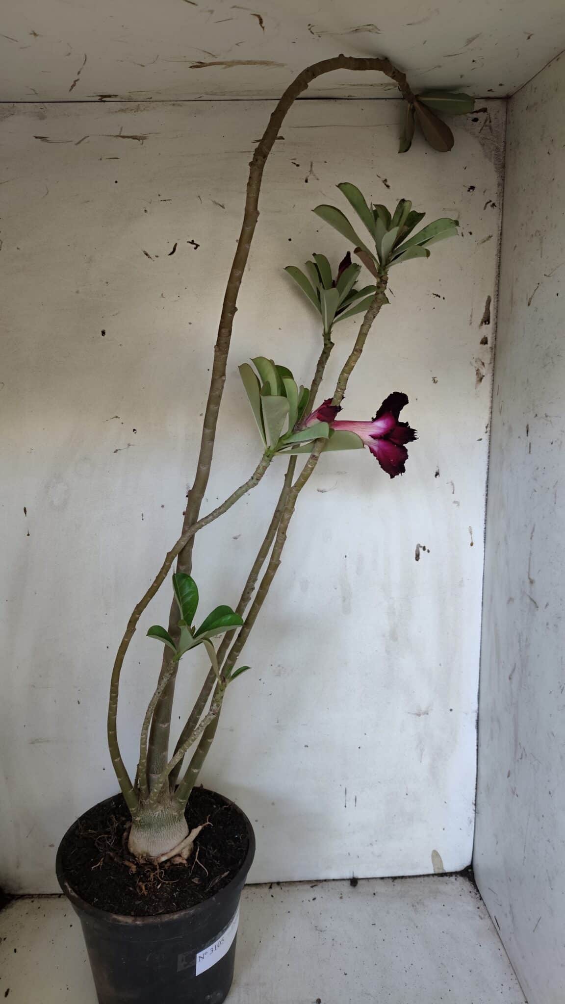 Planta Dobrada 3105 – 60cm – 04 anos