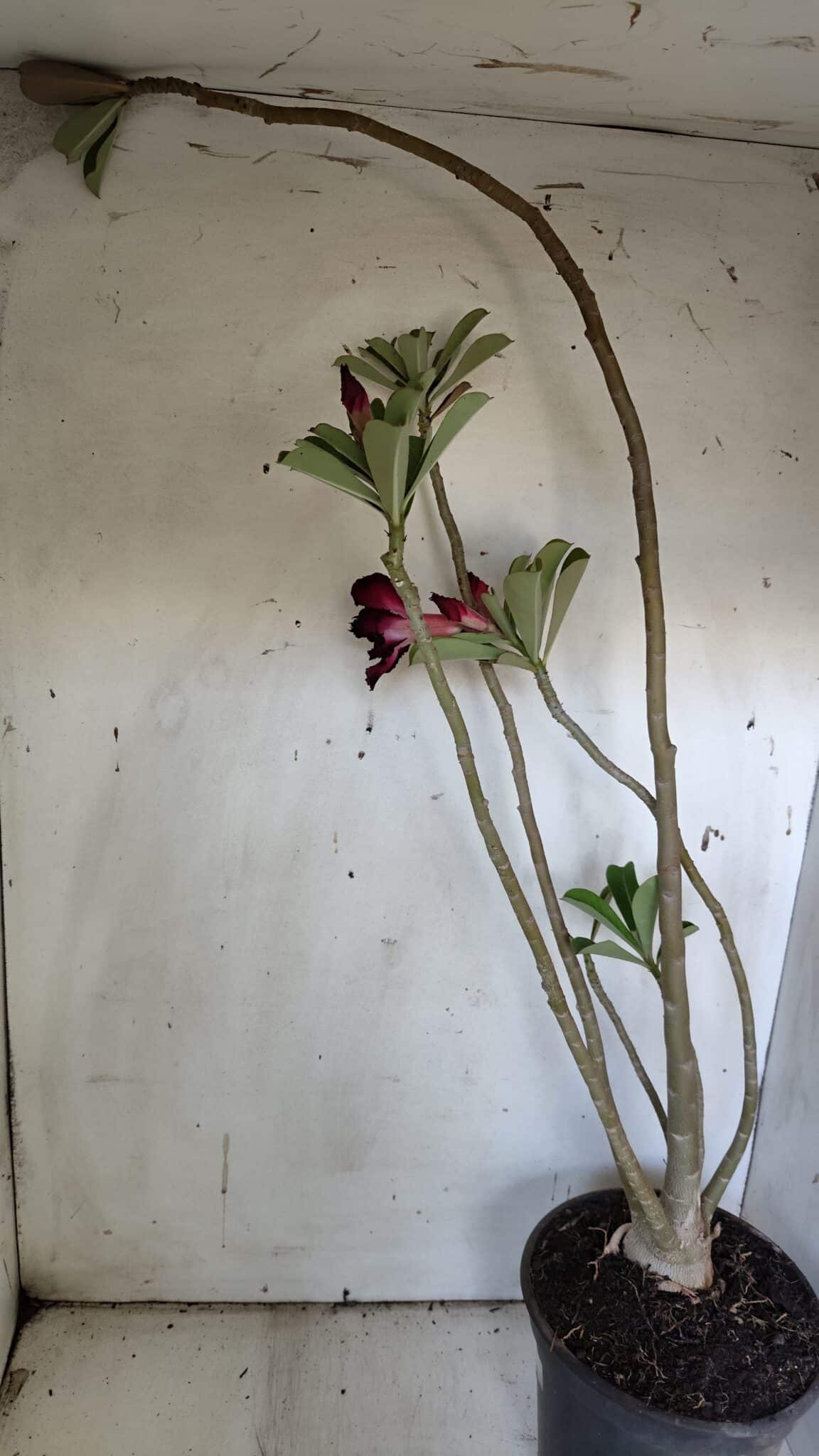 Planta Dobrada 3105 – 60cm – 04 anos
