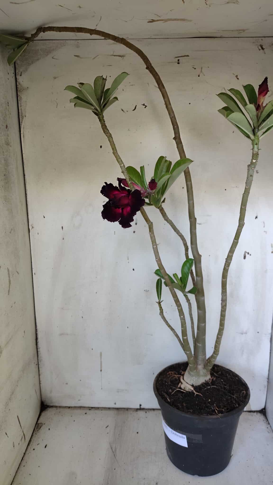 Planta Dobrada 3105 – 60cm – 04 anos