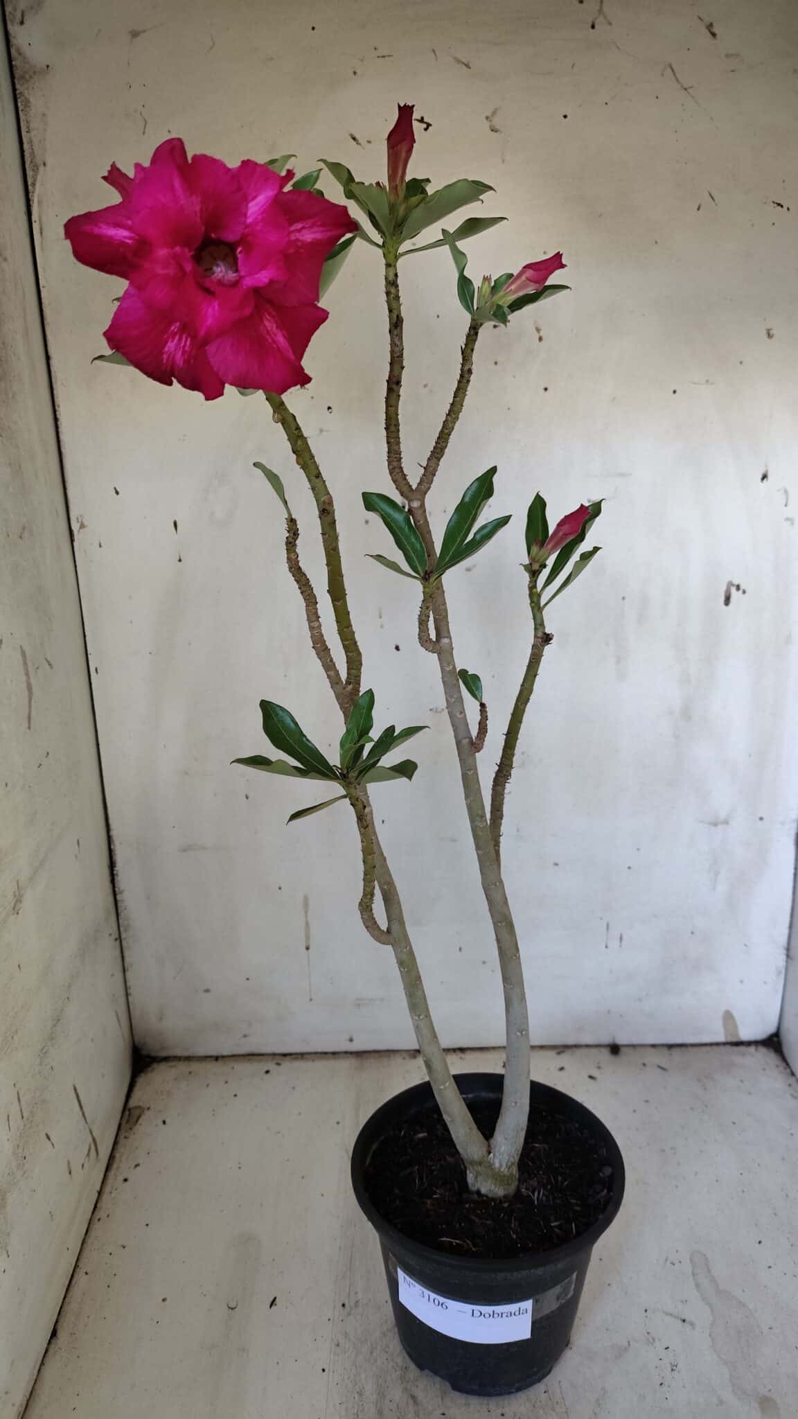 Planta Dobrada 3164 – 35cm – 03 anos