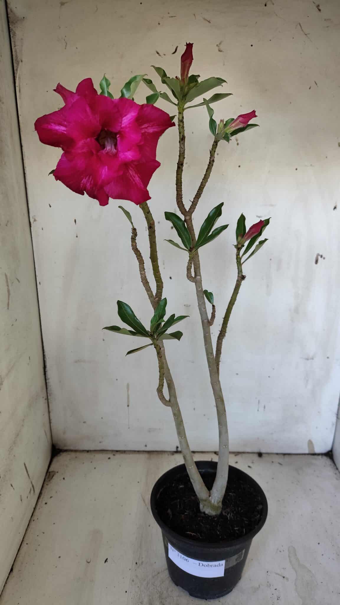 Planta Dobrada 3164 – 35cm – 03 anos