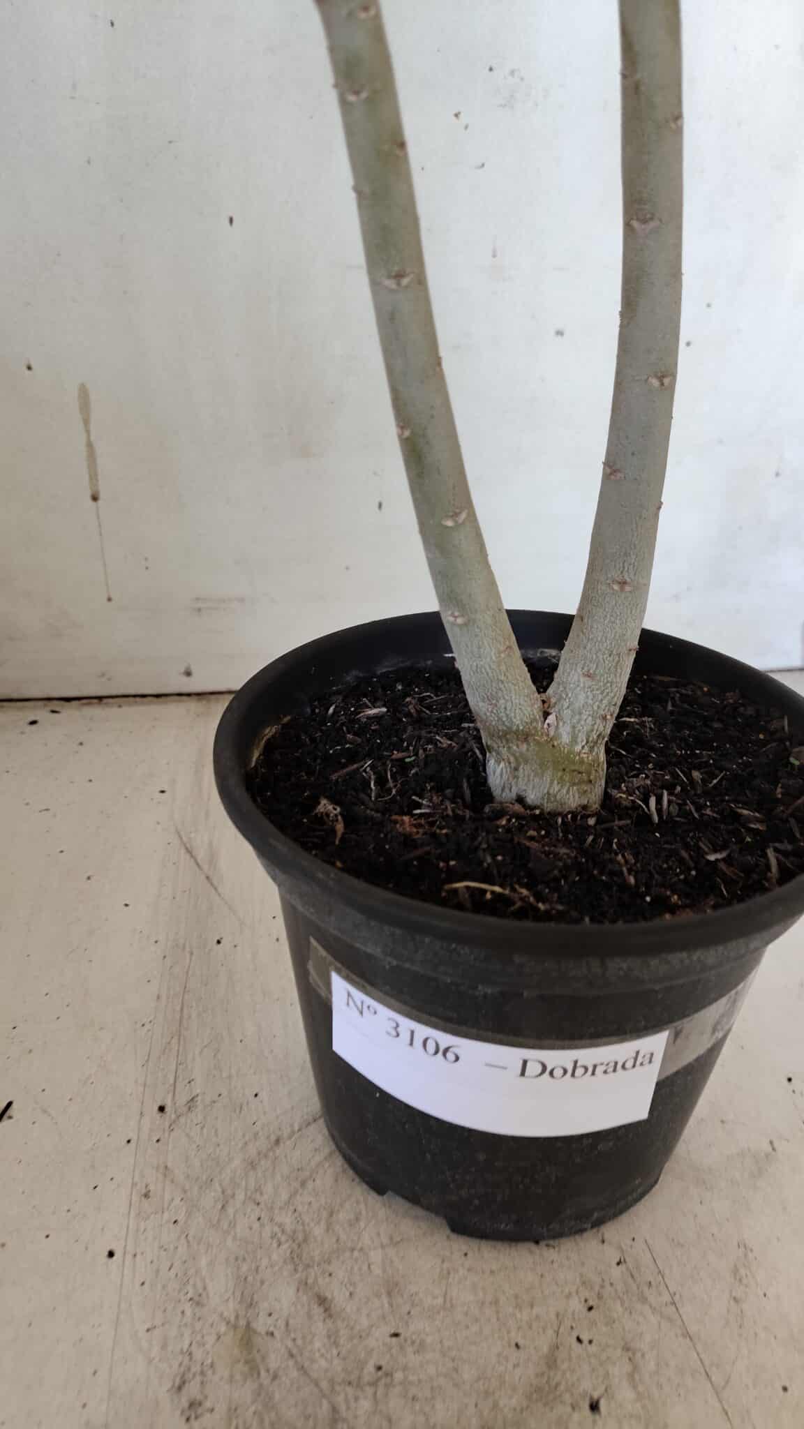 Planta Dobrada 3164 – 35cm – 03 anos