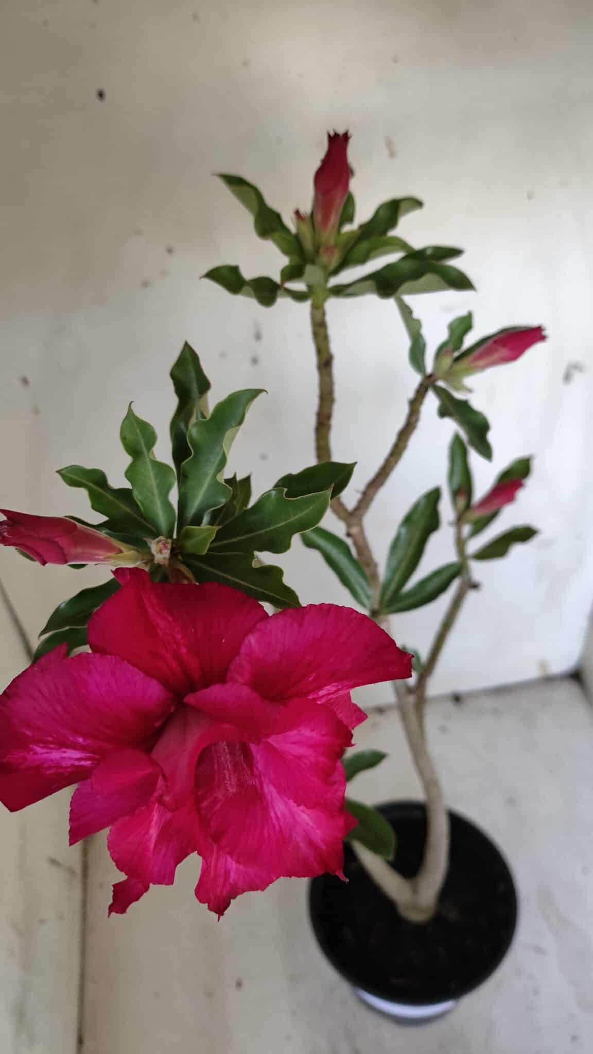 Planta Dobrada 3164 – 35cm – 03 anos