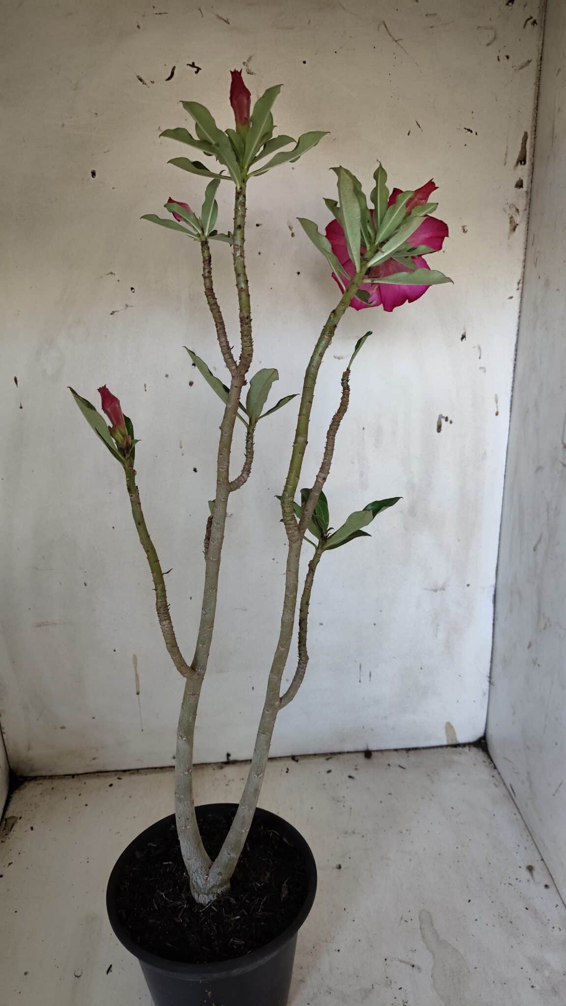 Planta Dobrada 3164 – 35cm – 03 anos