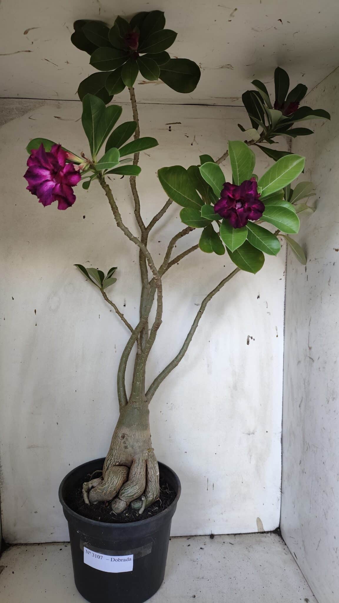 Planta Dobrada 3107 – 70cm – 05 anos