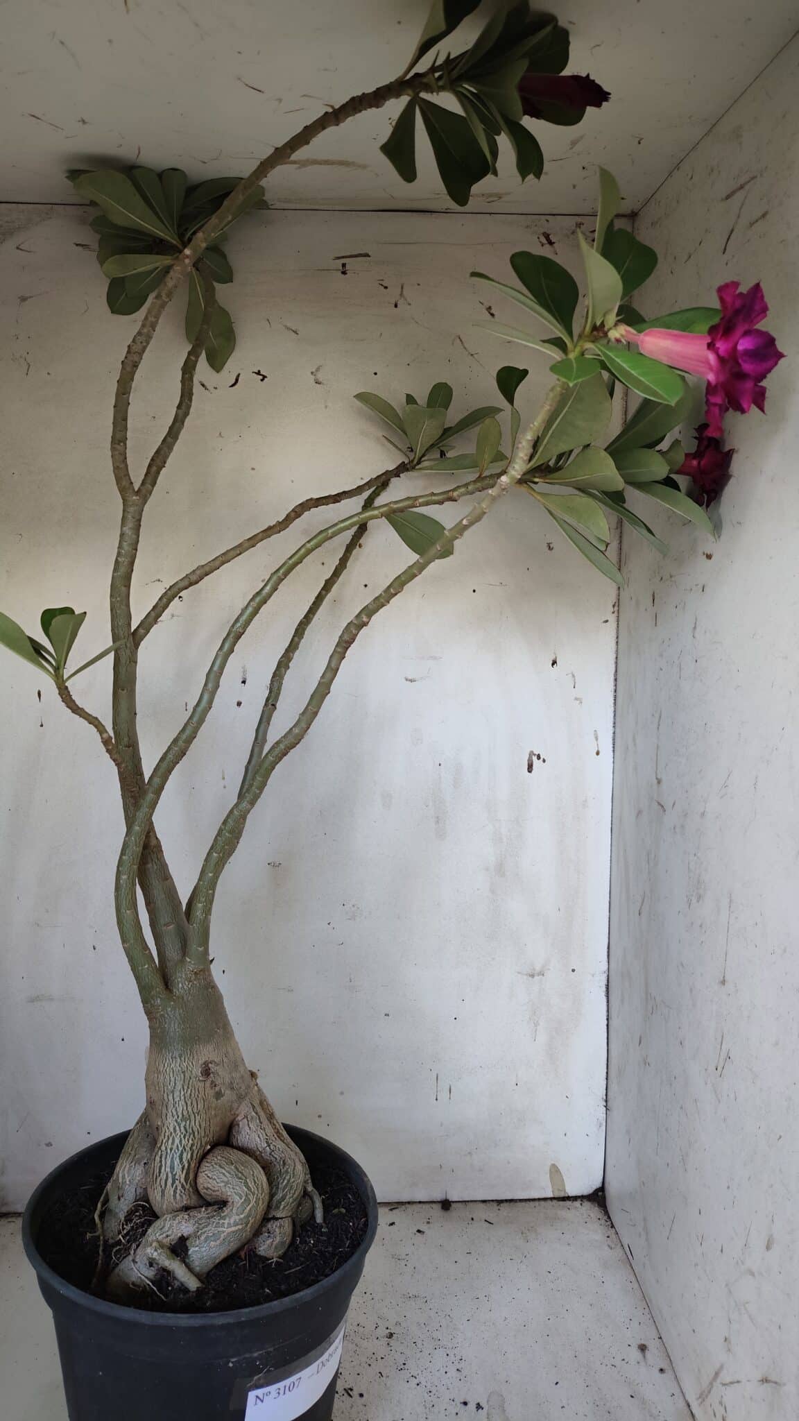 Planta Dobrada 3107 – 70cm – 05 anos