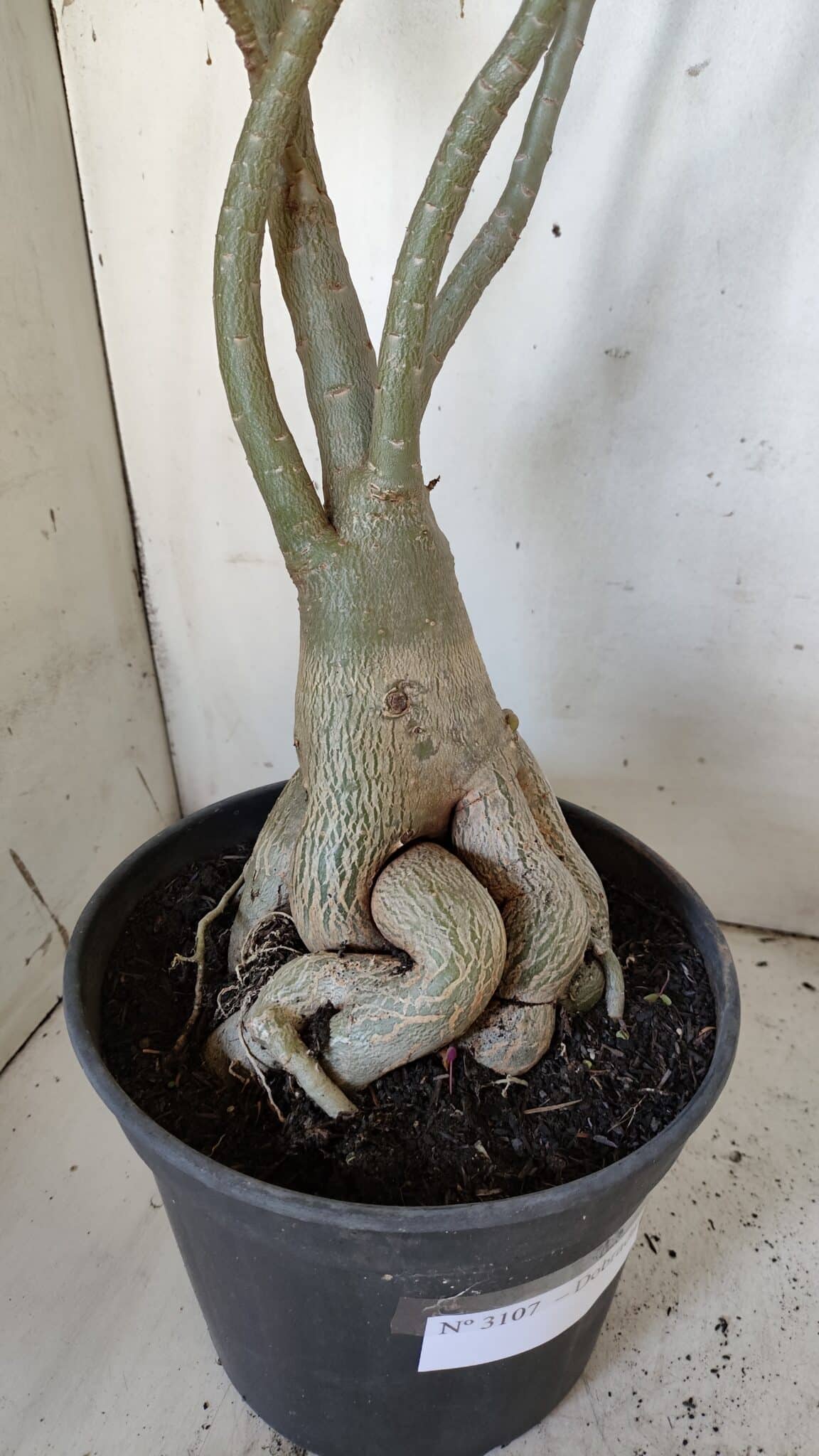 Planta Dobrada 3107 – 70cm – 05 anos