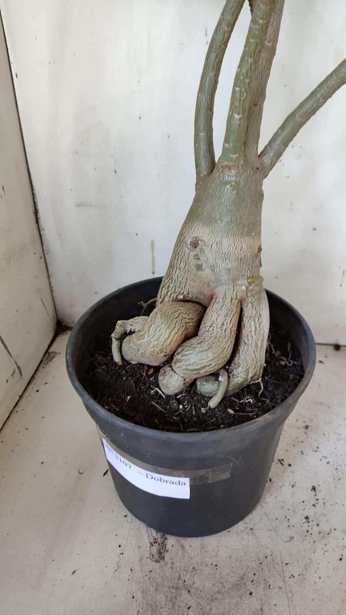 Planta Dobrada 3107 – 70cm – 05 anos