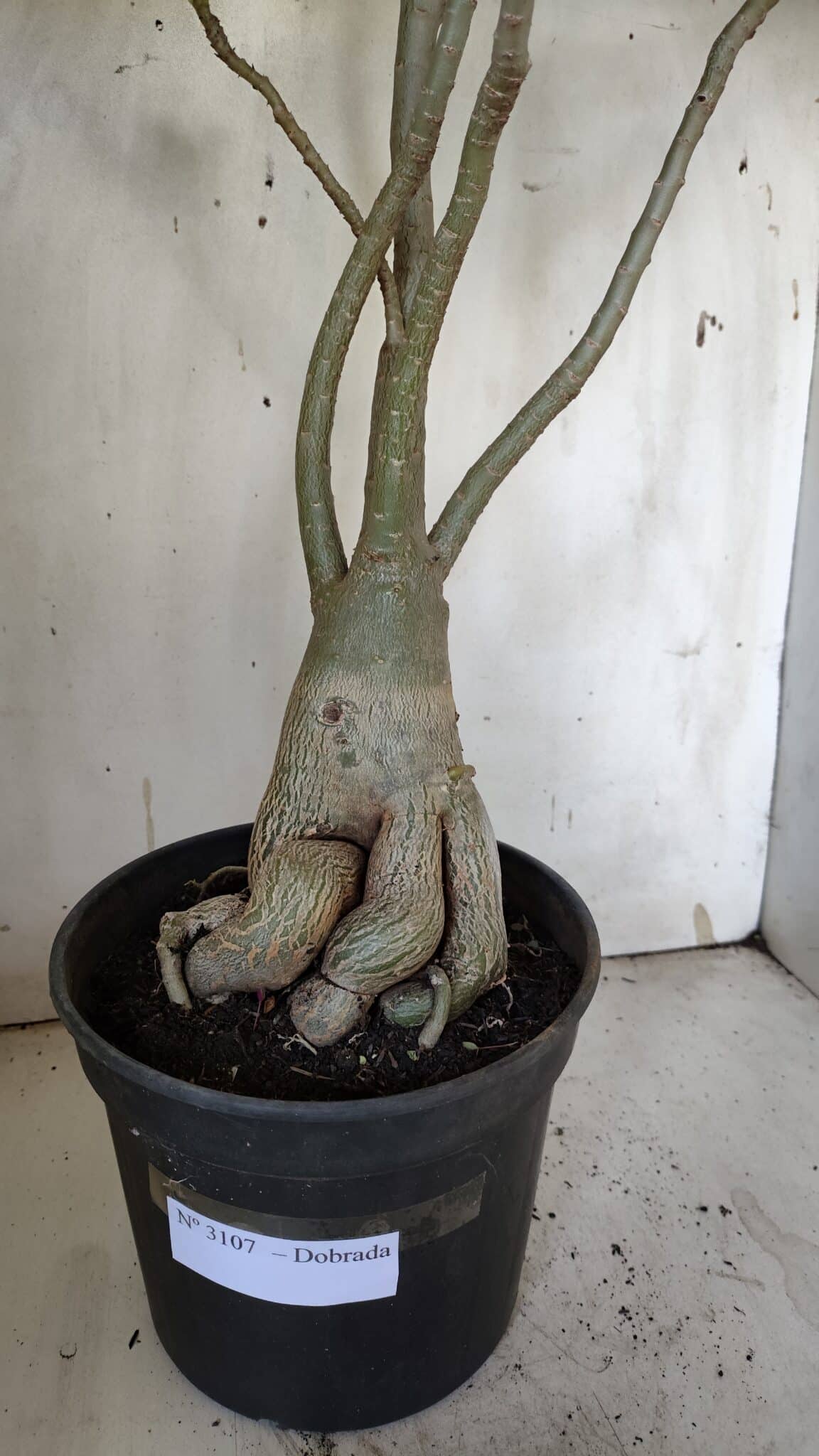 Planta Dobrada 3107 – 70cm – 05 anos