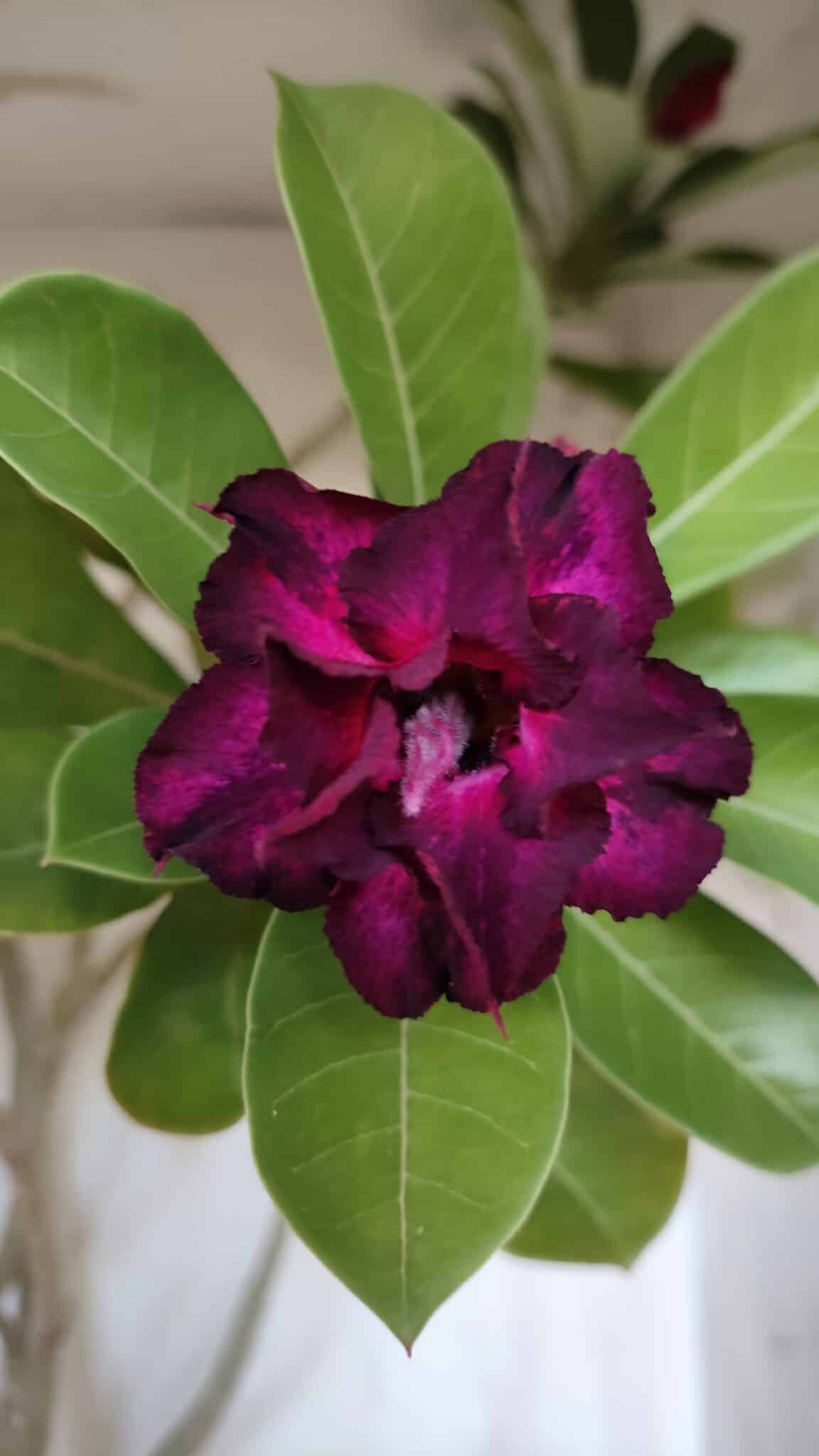 Planta Dobrada 3107 – 70cm – 05 anos