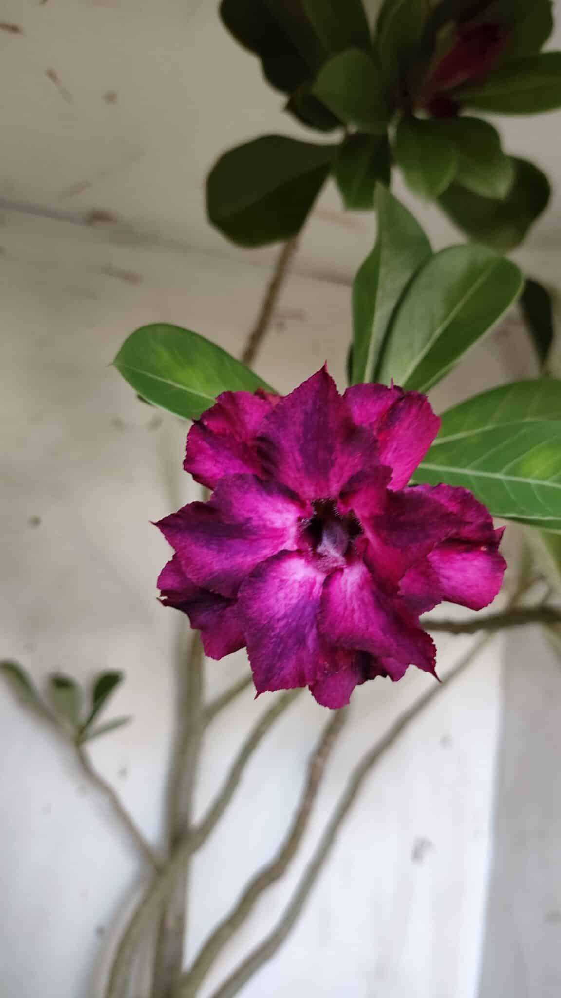 Planta Dobrada 3107 – 70cm – 05 anos